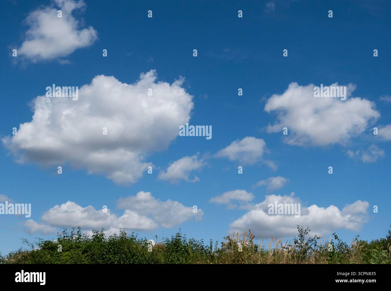 Blue sky with fluffy white clouds over green grassy landscape in summer Stock Photo