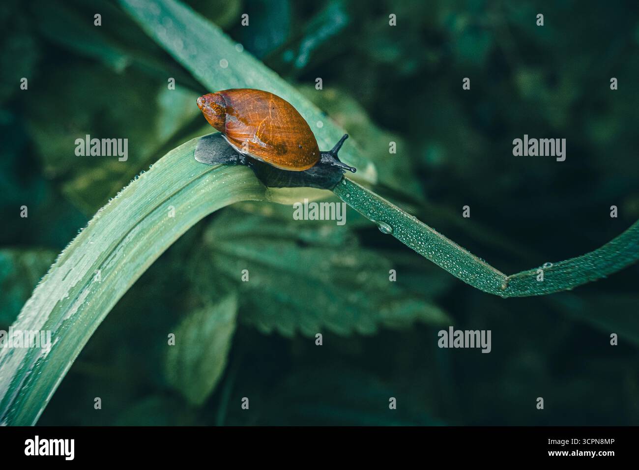 Snail on leaf Stock Photo