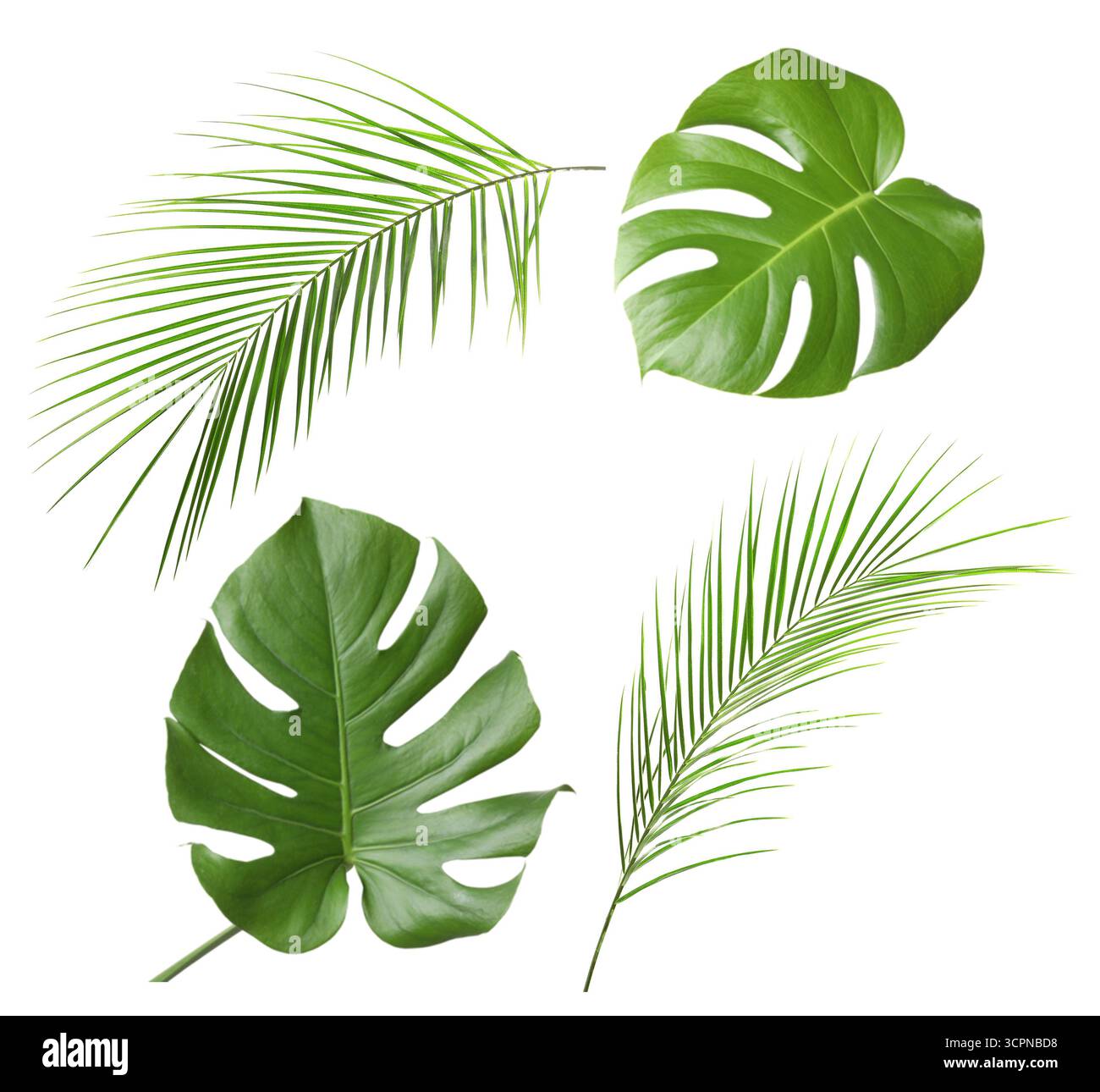 Green leaves of tropical plants isolated on white, set. Bright foliage of palm tree and monstera Stock Photo