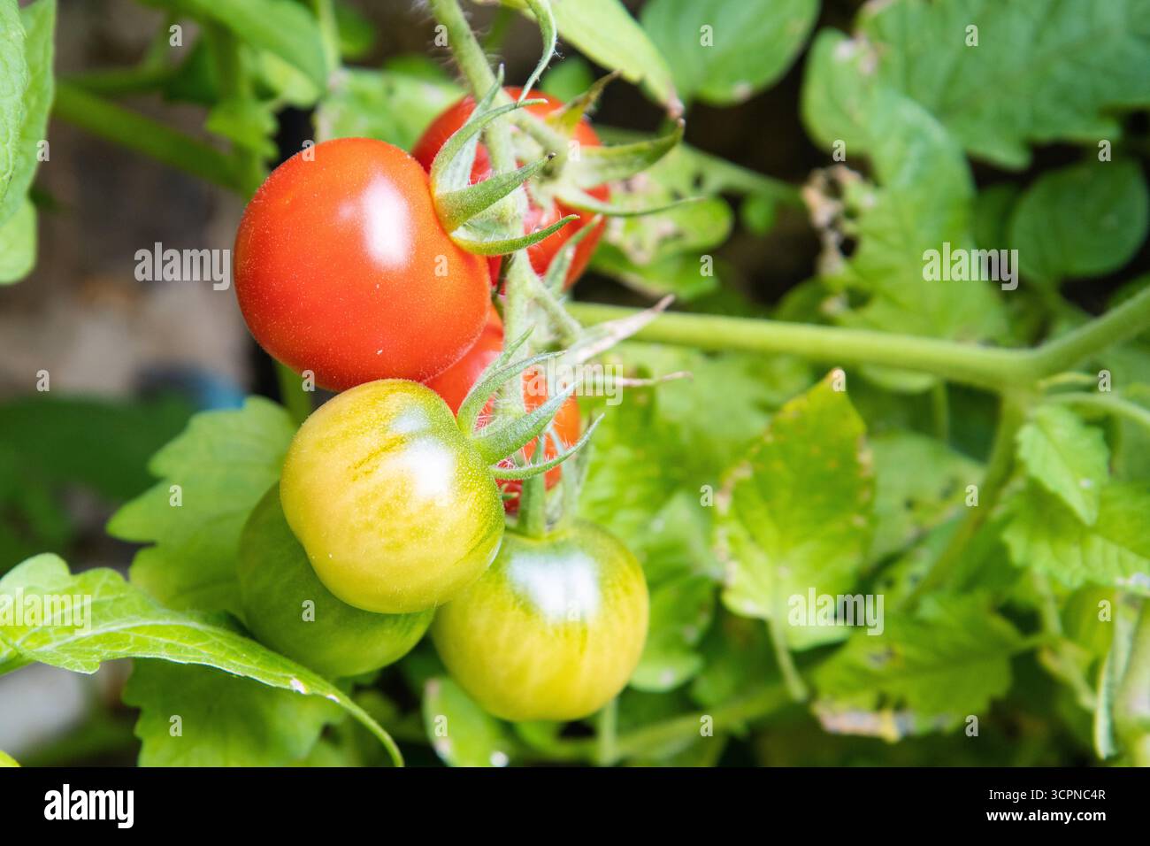 Fresh tomatoes on the vine showing different stages of ripeness, from green to yellow to red. Stock Photo