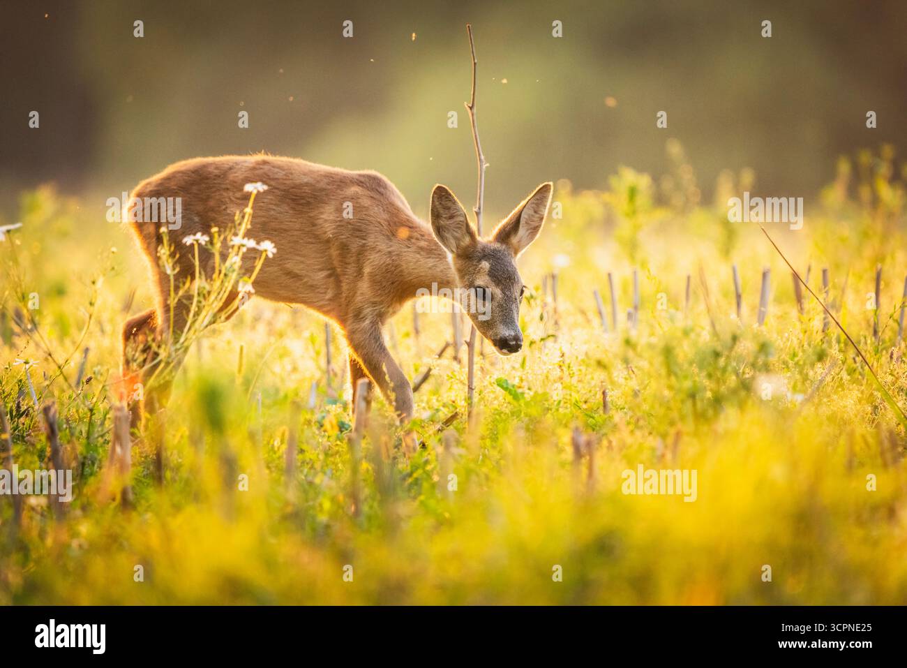 Beautiful young female deer hi-res stock photography and images - Alamy