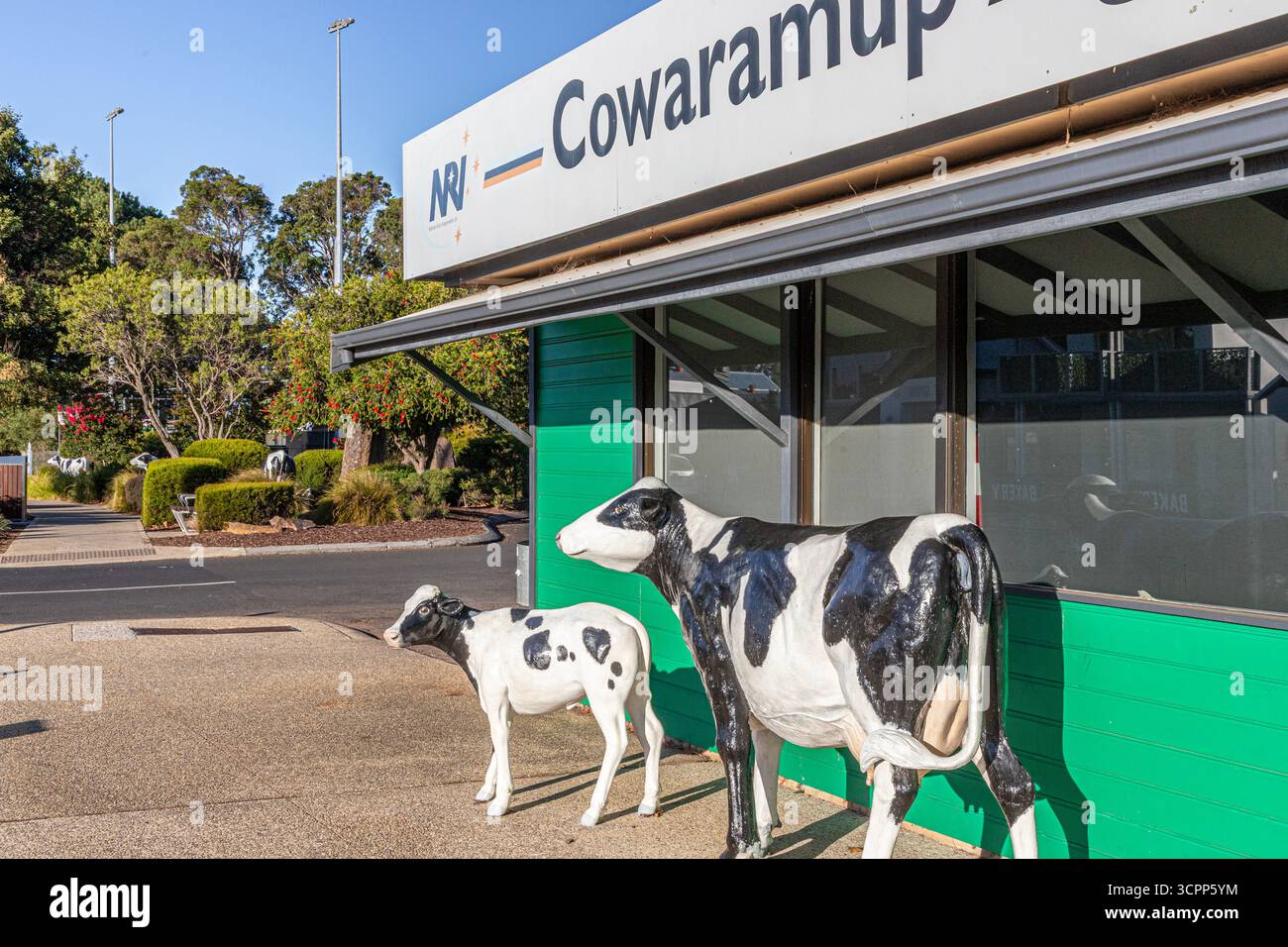 Some of the 42 life sized fibreglass Friesian cows and calves in the ...