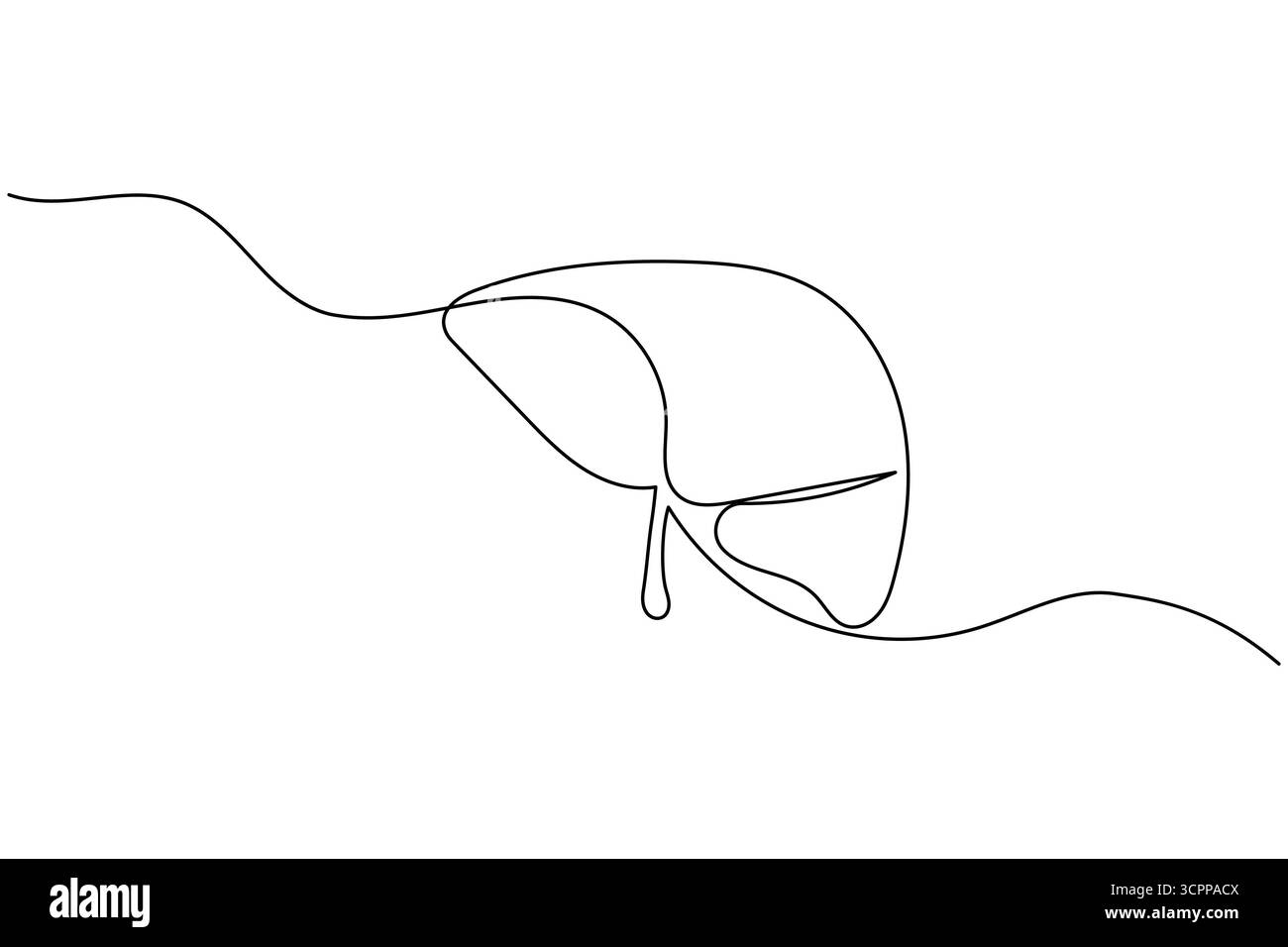 Liver anatomy continuous single line drawing. human organ concept ...