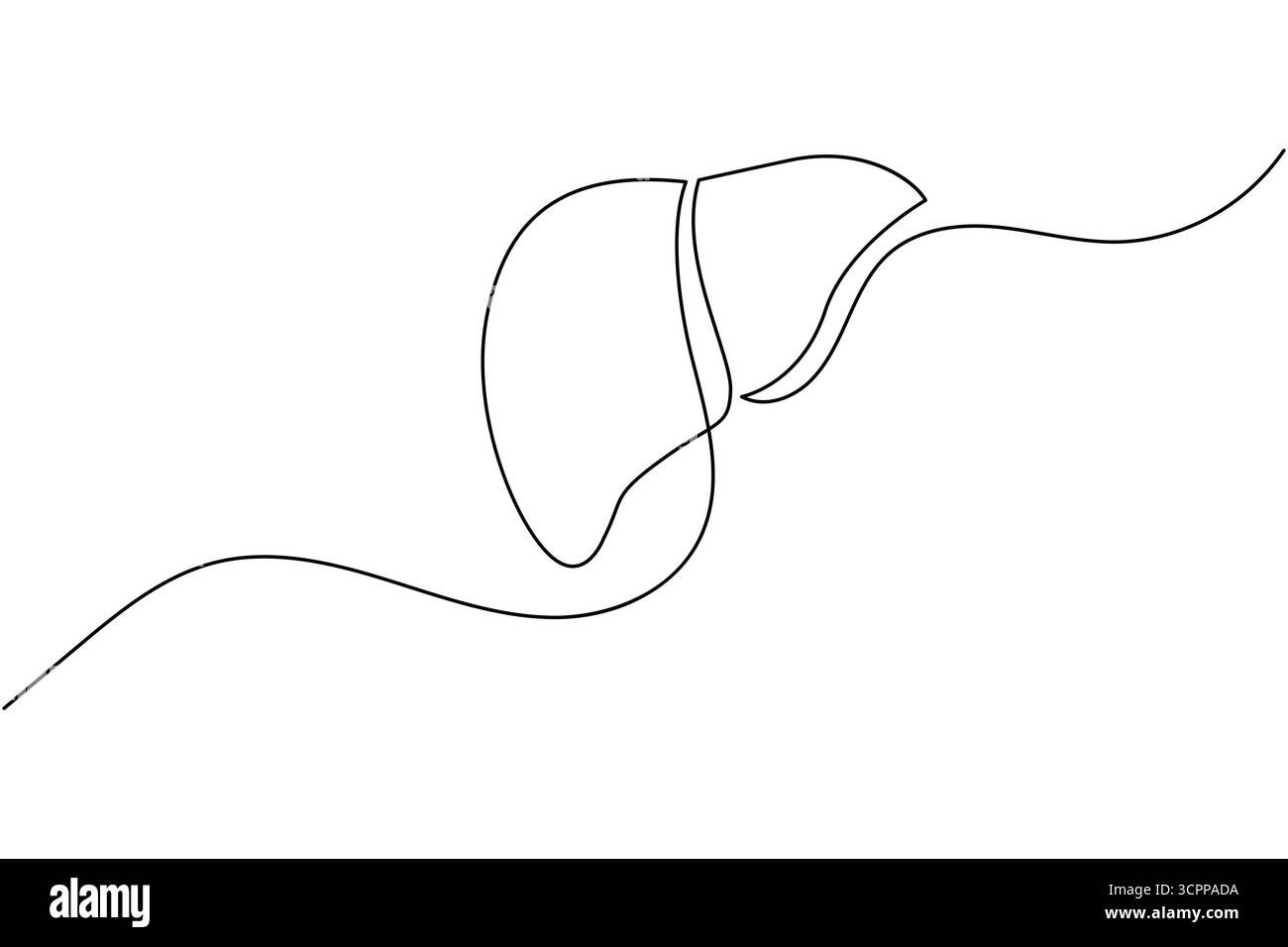 Liver anatomy continuous single line drawing. human organ concept ...