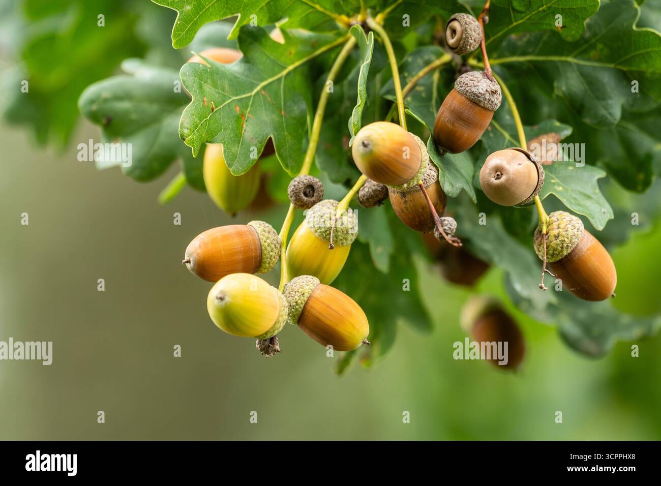 Eicheln hängen an einem Eichenbaum. Rottweil Baden-Württemberg ...