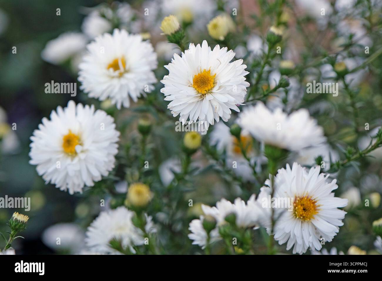 White aster ‘Magic White’ in flower. Stock Photo