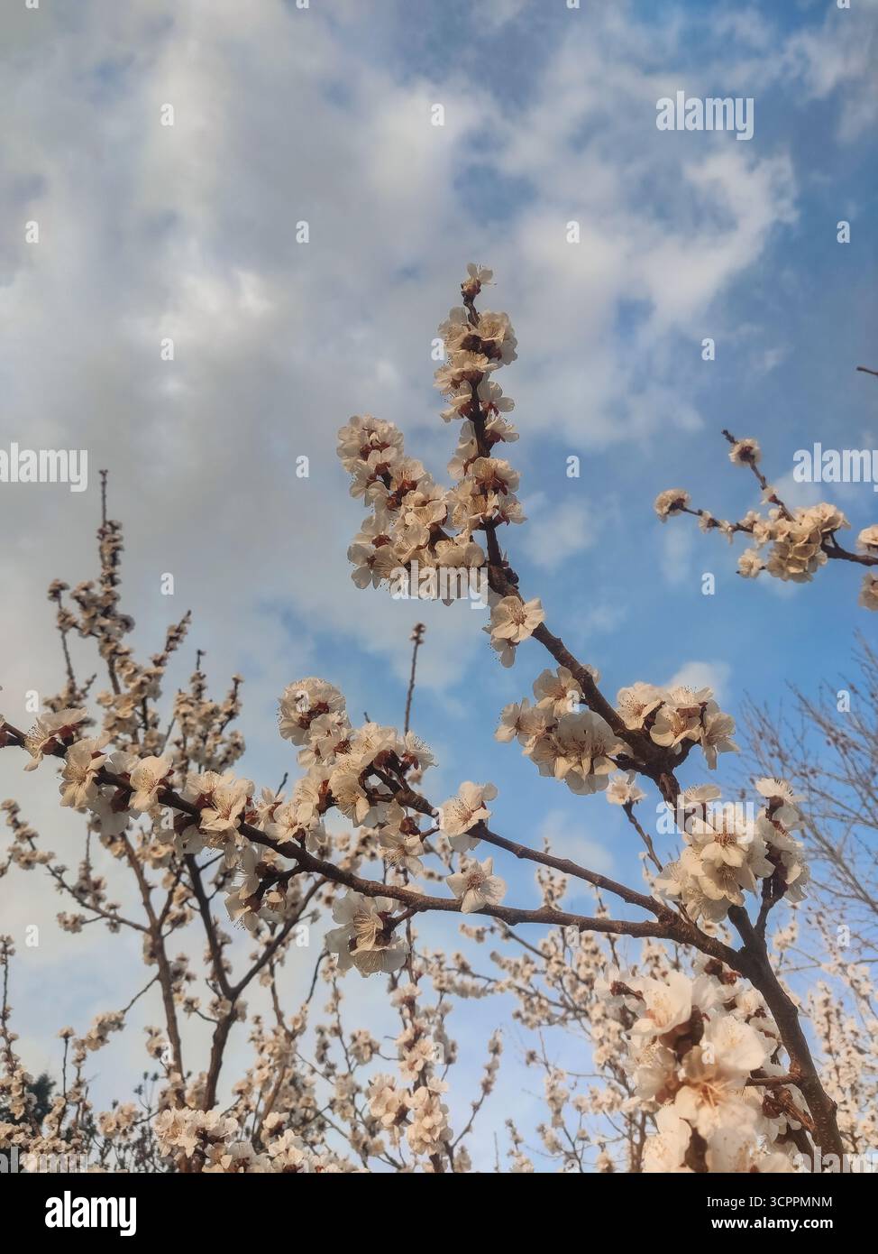 A beautiful close-up of delicate white blossoms on tree branches set against cloudy blue sky. The contrast between the bright sky and the dark branche Stock Photo