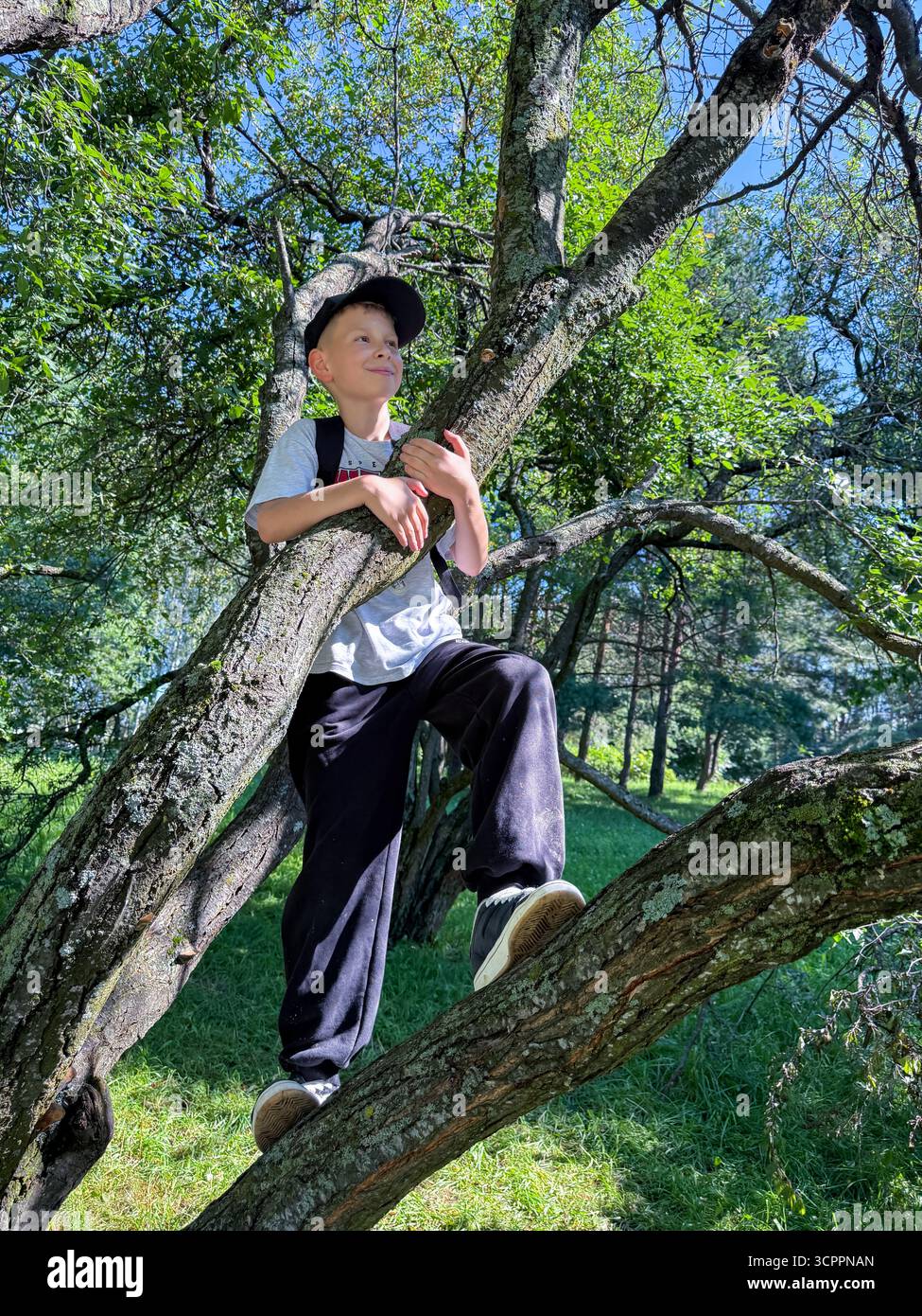 Teen boy perched on a tree enjoying a sunny summer day outdoors in nature, casual and relaxed mood - Smartphone Captured Stock Image