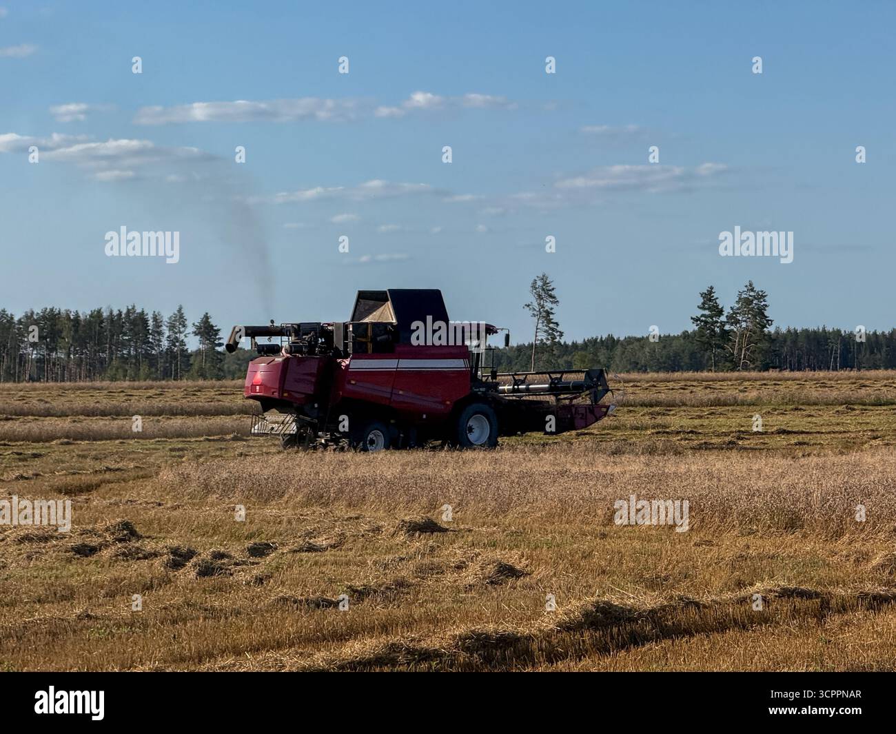 Agricultural combine harvester working in a golden wheat field under a clear sunny sky, modern farming and harvest concept - Smartphone Captured Stock Image