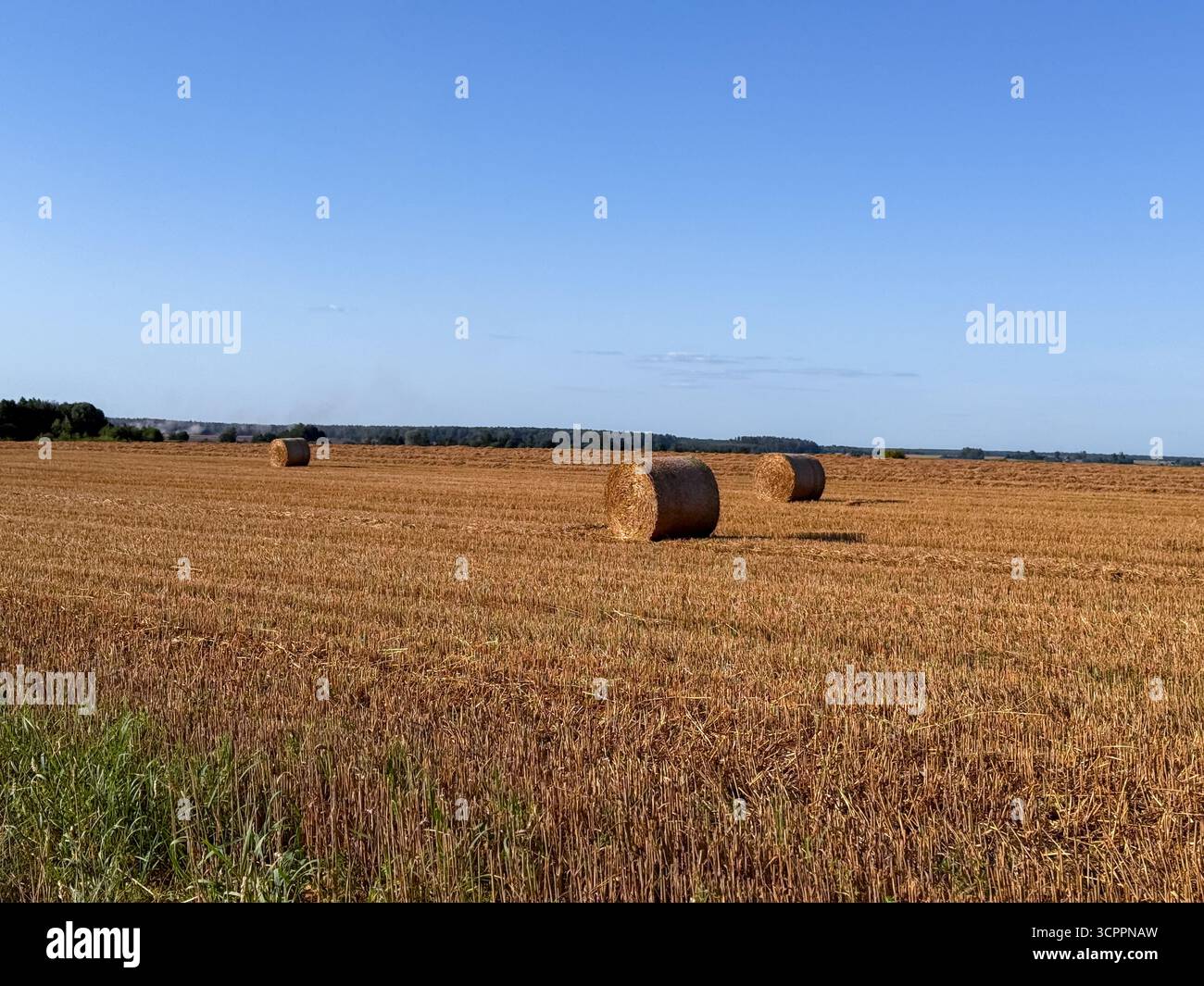 Neatly stacked hay bundles on a cut field under bright sunlight, representing traditional farming and summer harvest in the countryside - Smartphone Captured Stock Image