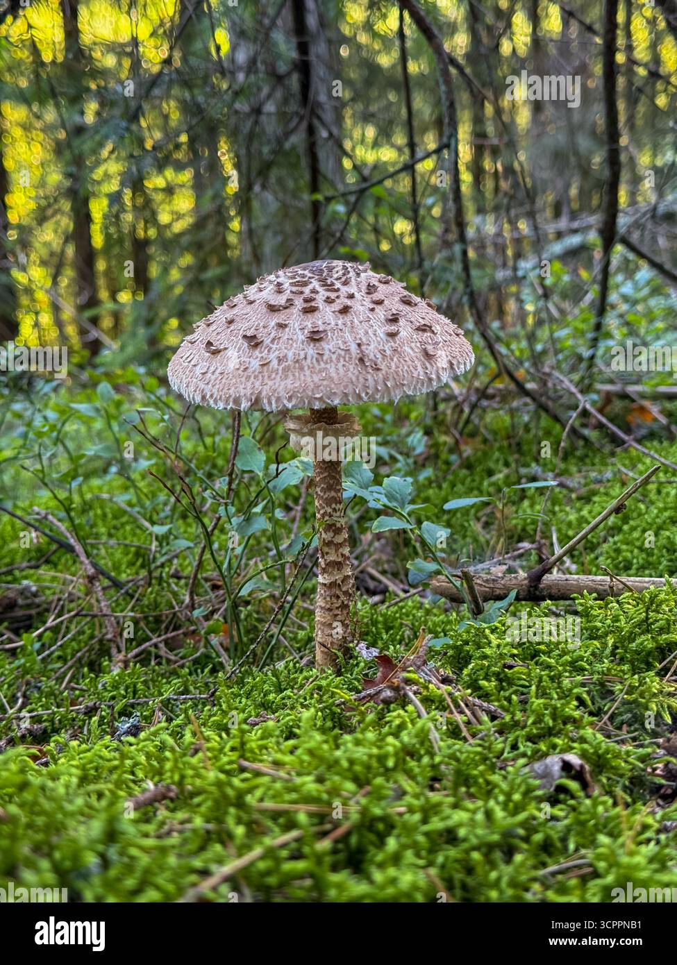 Close-up of a parasol mushroom Macrolepiota procera surrounded by vibrant green grass in a forest, showcasing nature, wildlife, and woodland ecosystem - Smartphone Captured Stock Image