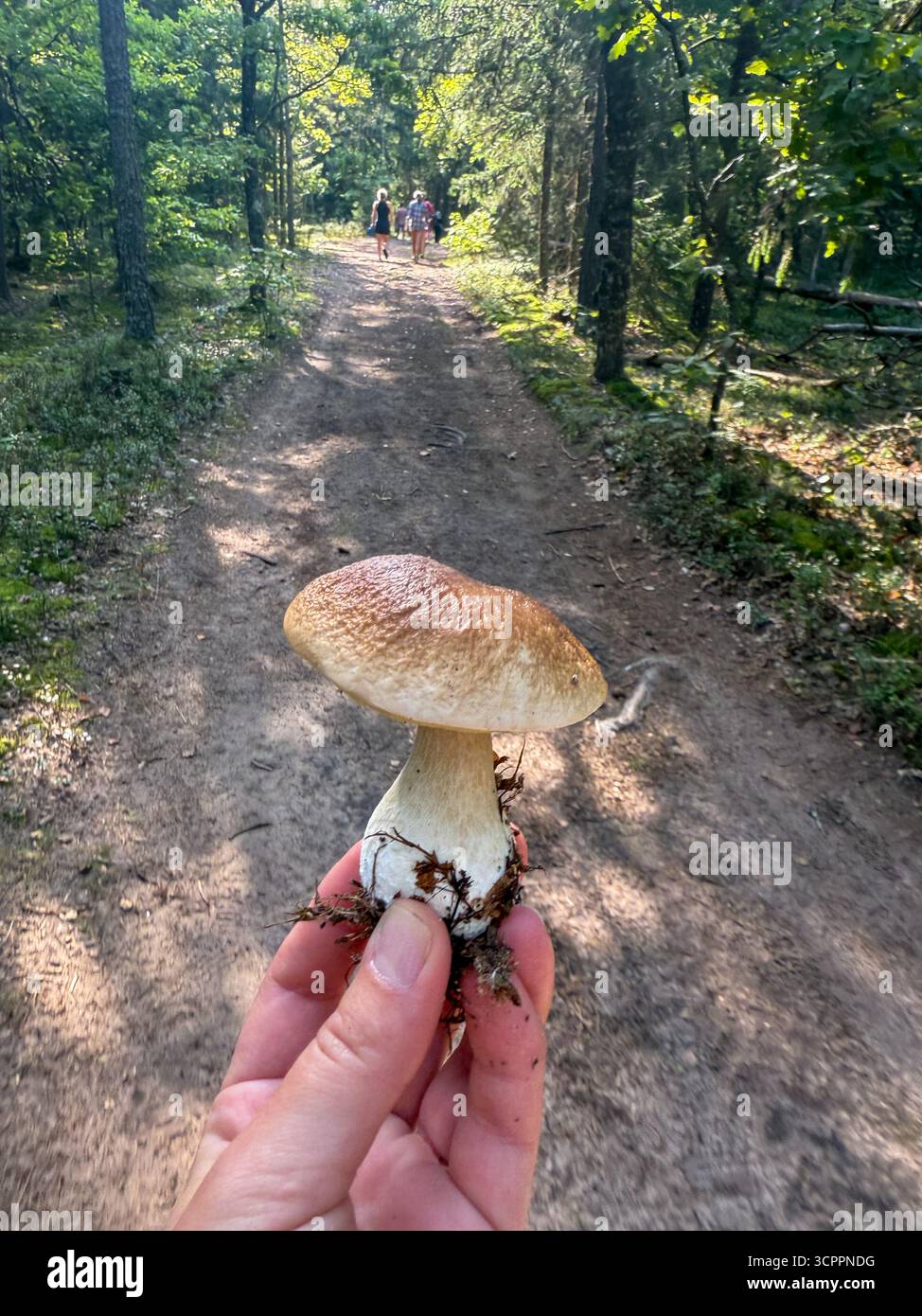 Fresh white mushroom Boletus edulis in a person’s hand with a forest path in the background, showcasing nature, foraging, and outdoor activity - Smartphone Captured Stock Image