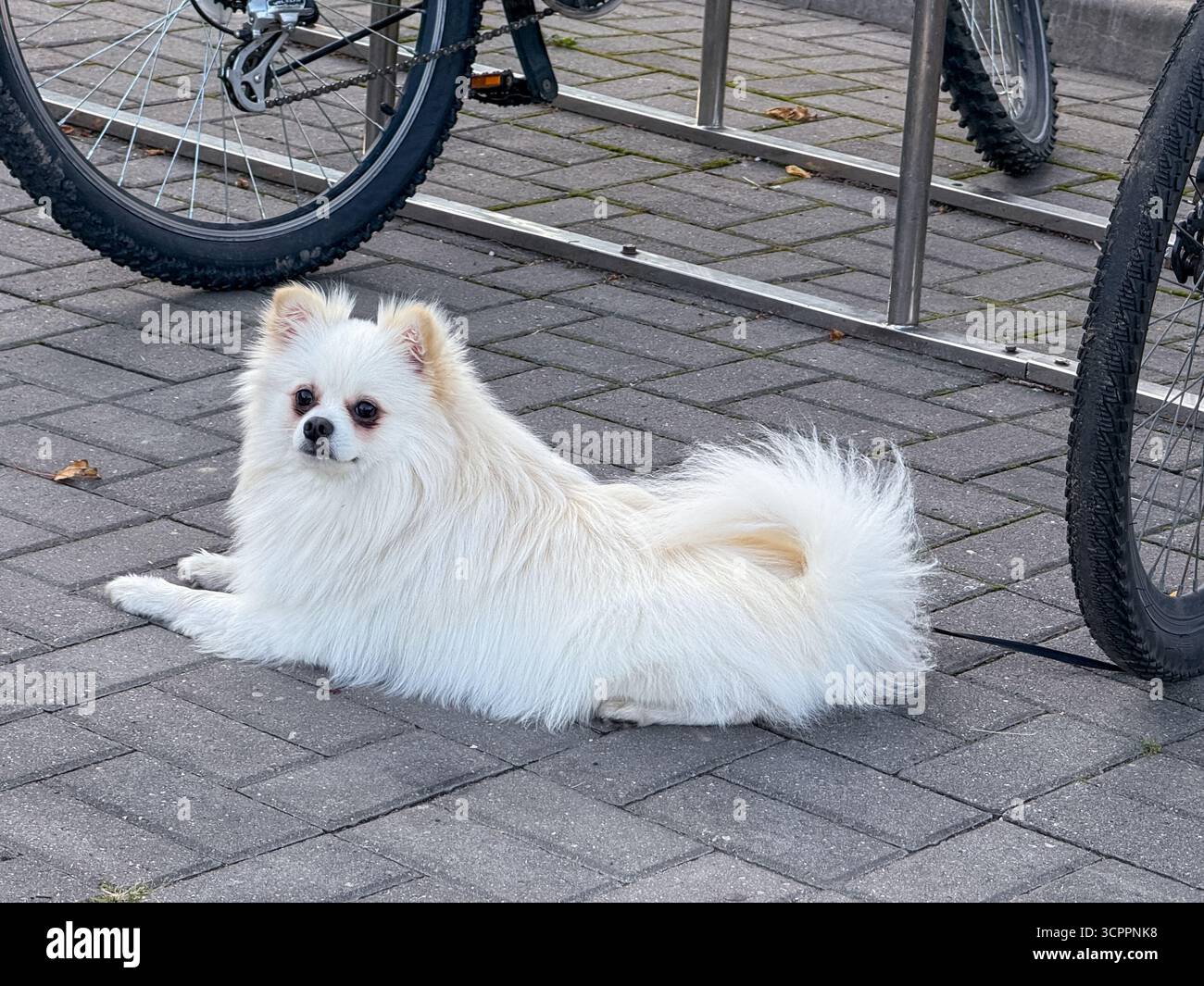 Fluffy Spitz dog resting on the asphalt next to bicycles, capturing a relaxed urban scene with pets and outdoor lifestyle - Smartphone Captured Stock Image