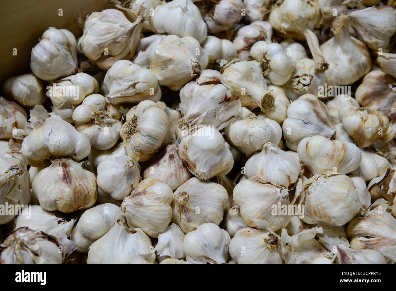 Knolle knoblauch hi-res stock photography and images - Alamy