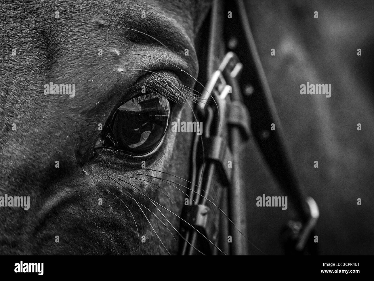 IMAGE CONVERTED TO BLACK AND WHITE Detail of Wise Approach after ...