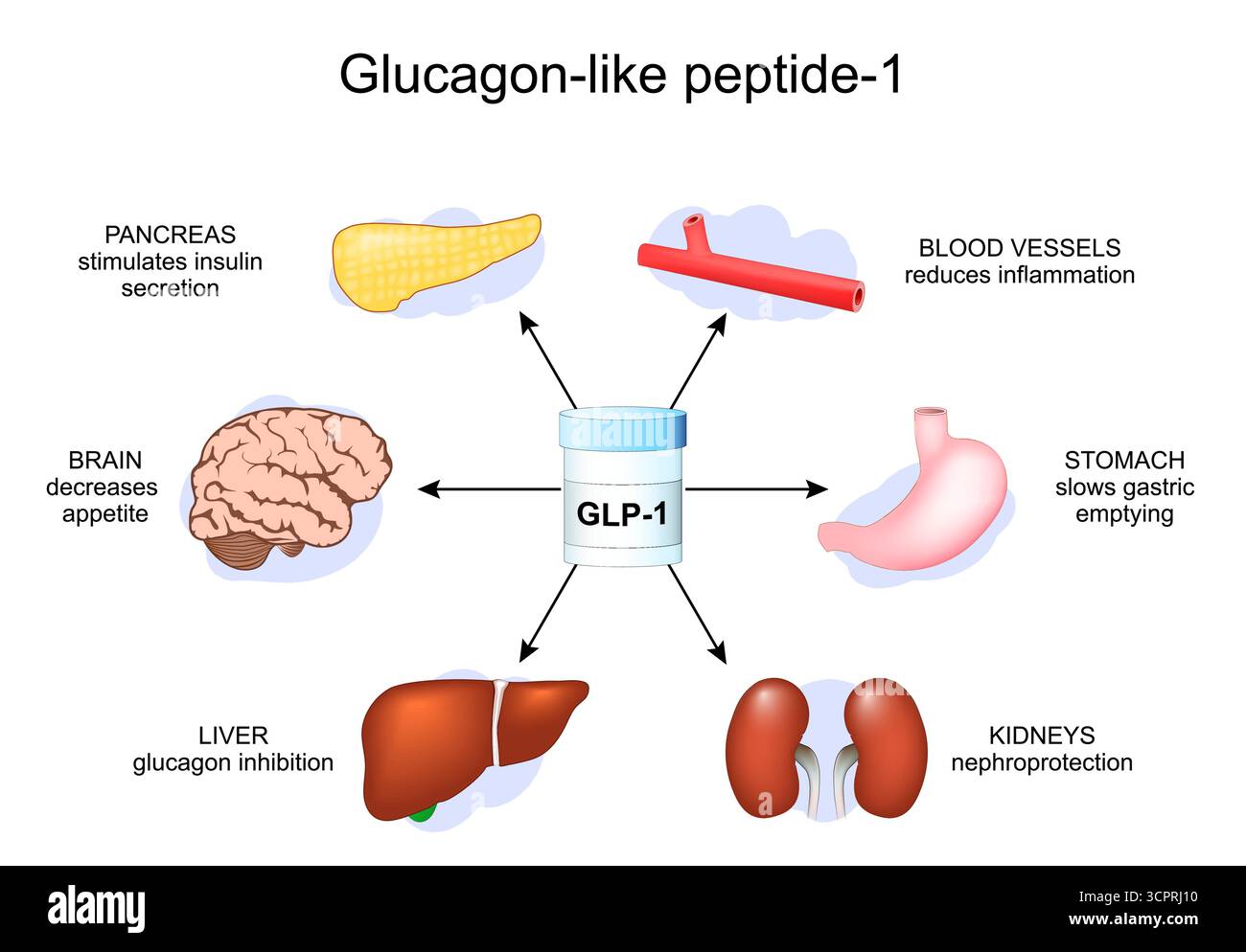 15+ Foods That Increase GLP-1 Naturally to Skip the Ozempic