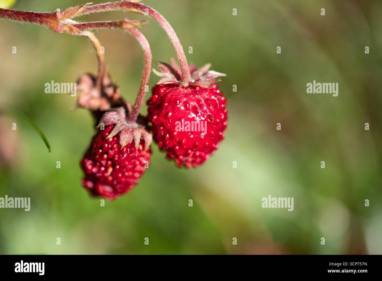 Wilde Walderdbeeren in Aachen am 19. september 2025. GERMANY - AACHEN ... Wilde Walderdbeeren in Aachen am 19. september 2025. GERMANY - AACHEN ...
