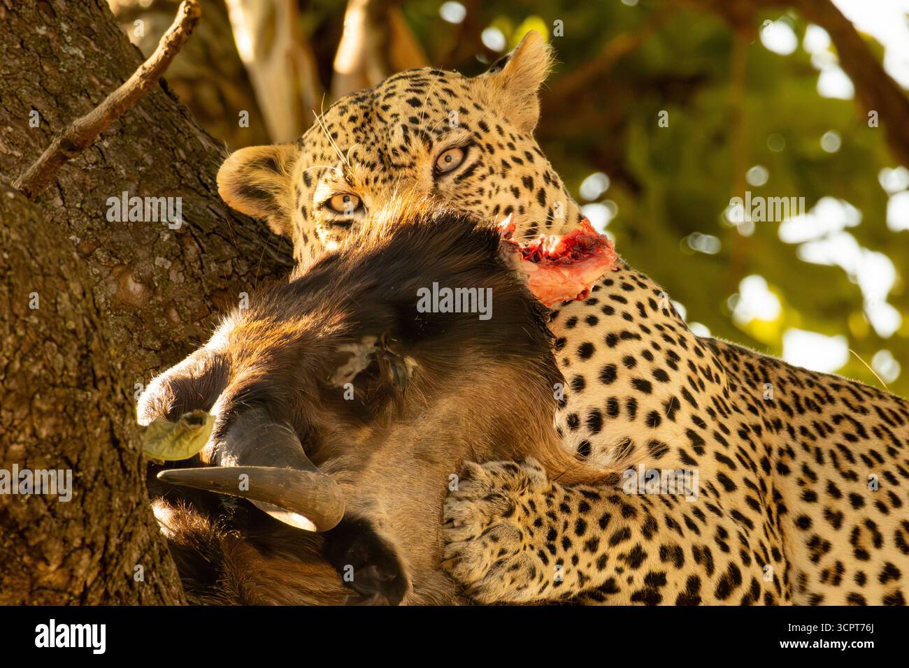 Leopard actively feeding on a wildebeest carcass high in a tree in Serengeti National Park Stock Photo