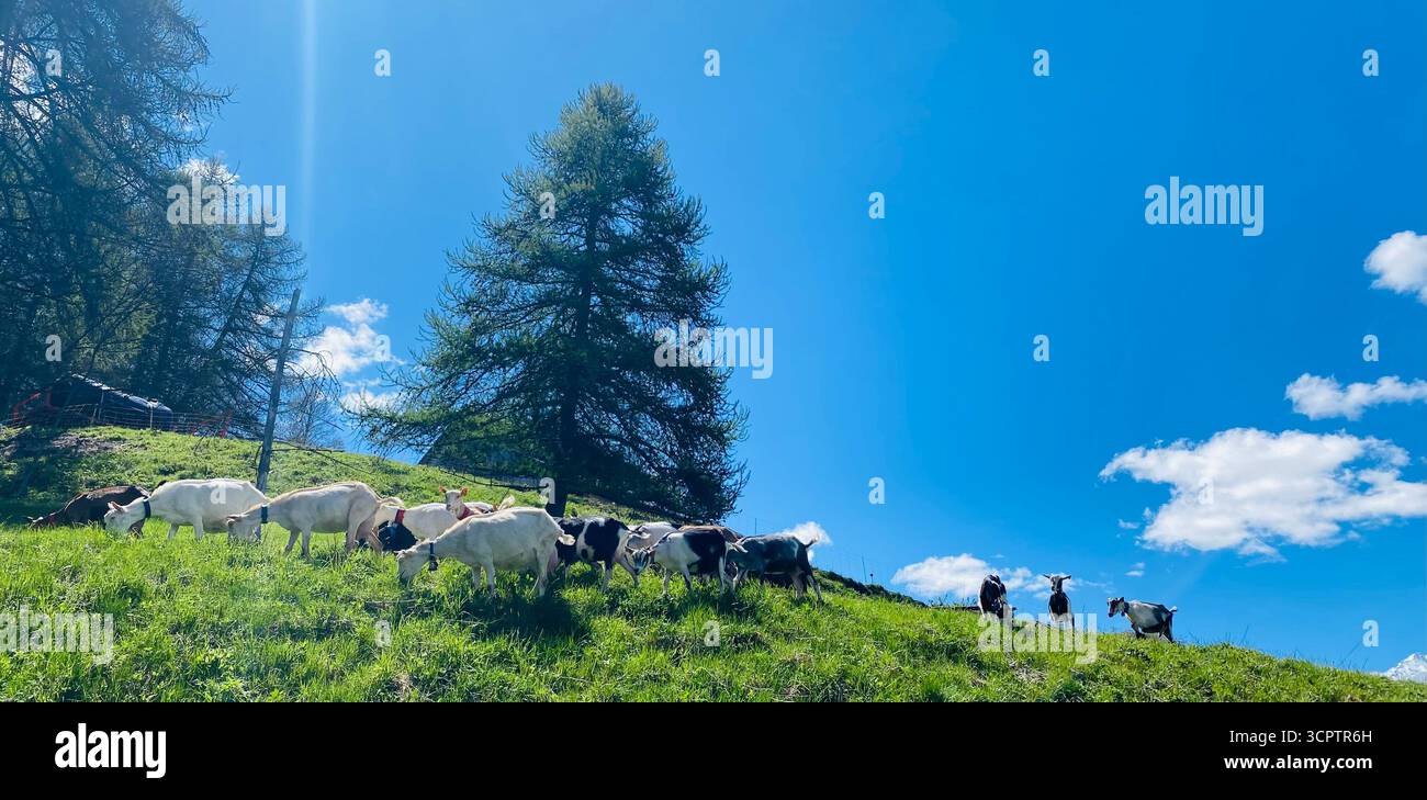 Goats Grazing on Sunny Hillside with Blue Sky and Conifer Tree in Rural Landscape - Smartphone Captured Stock Image