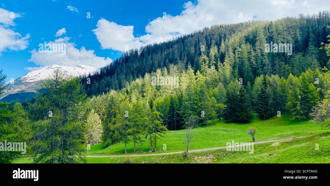 Forested Hillside with Dirt Road and Snow-Capped Mountains under Blue Sky in Scenic Landscape - Smartphone Captured Stock Image