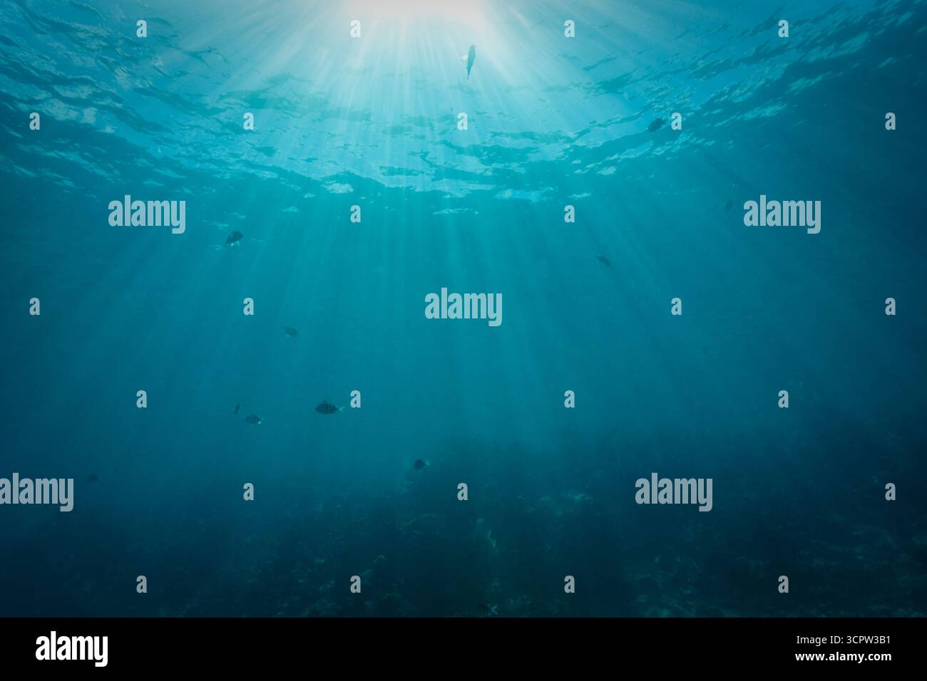 Watery environment hi-res stock photography and images - Alamy