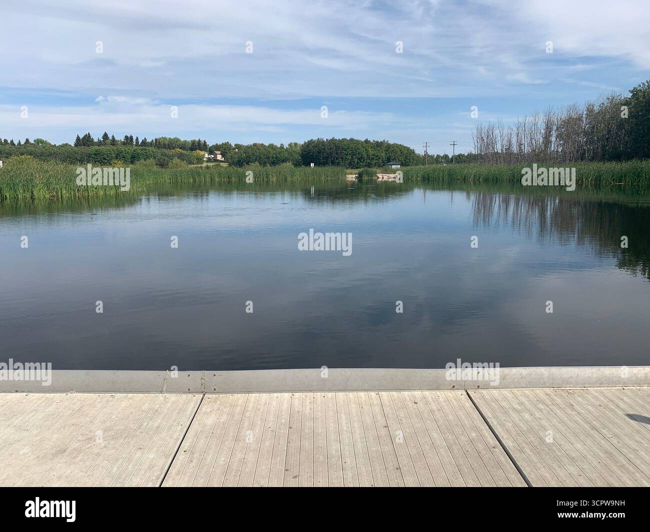 A calm, glassy pond viewed from a wooden dock. Lush green and yellow reeds line the water's edge, creating a natural border to the reflective surface. - Smartphone Captured Stock Image