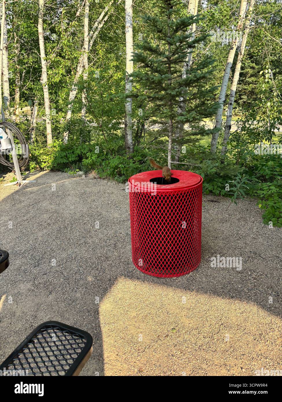 Curious red squirrel exploring inside a red mesh trash can with a small tree, surrounded by birch trees and gravel in a forest clearing. - Smartphone Captured Stock Image