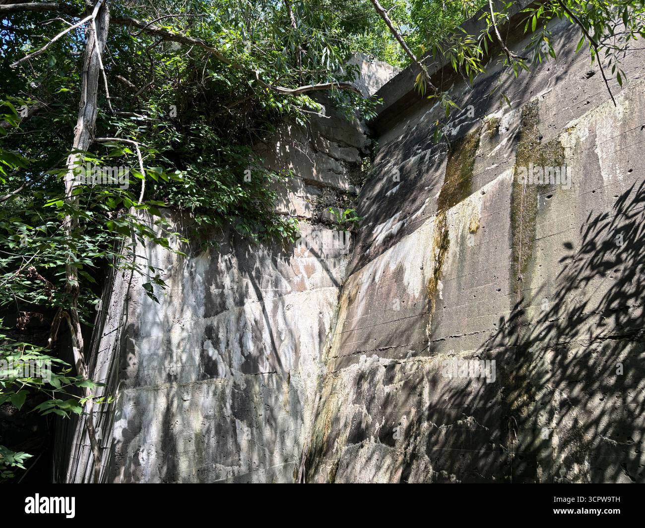 ''Weathered concrete wall tells a story of urban decay and nature's quiet, persistent strength. shadows highlight the raw textures with new life. - Smartphone Captured Stock Image