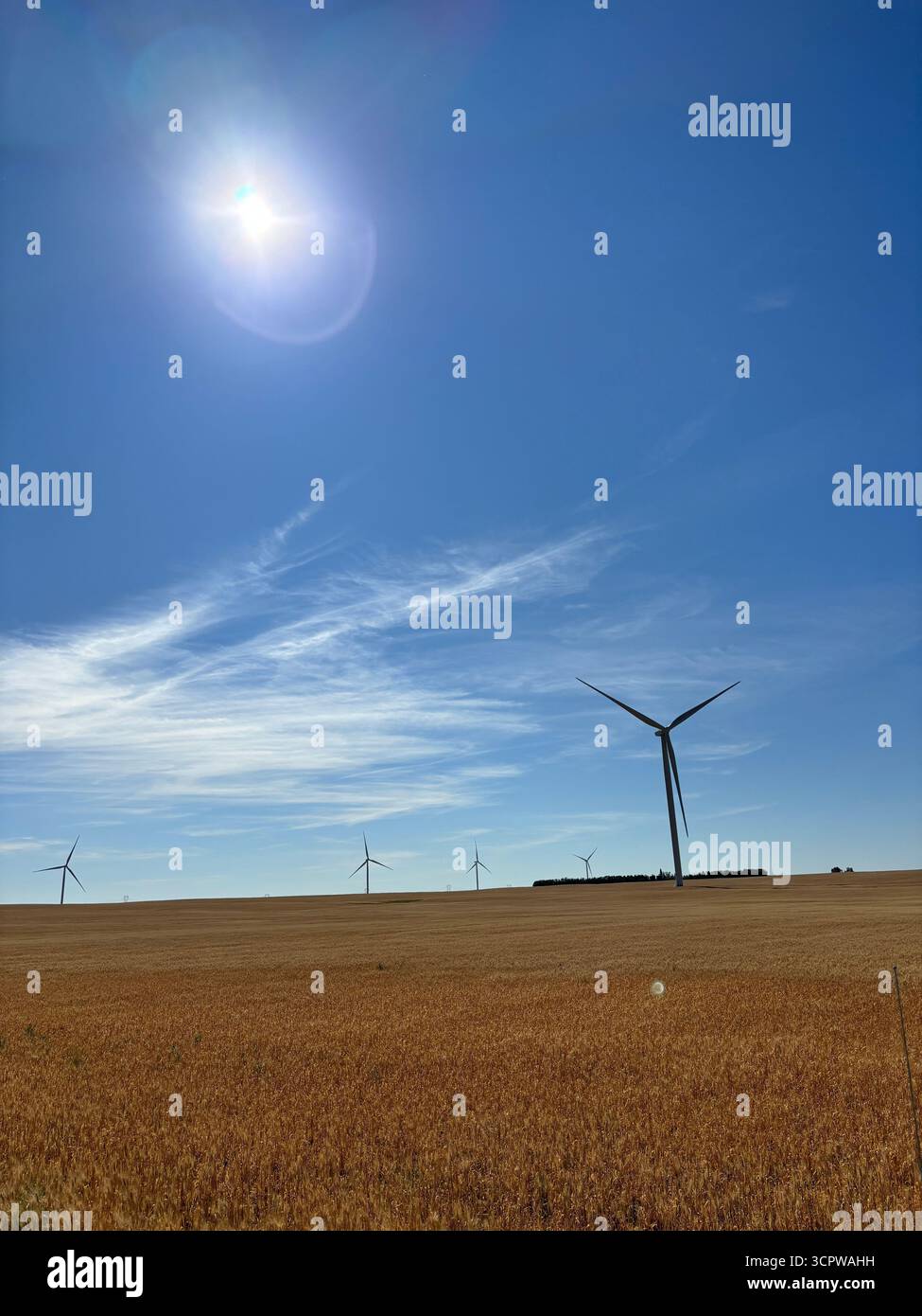 Group of wind turbines standing tall in a vast golden wheat field under a bright sunny blue sky, harnessing renewable energy in a agricultural landscape. - Smartphone Captured Stock Image