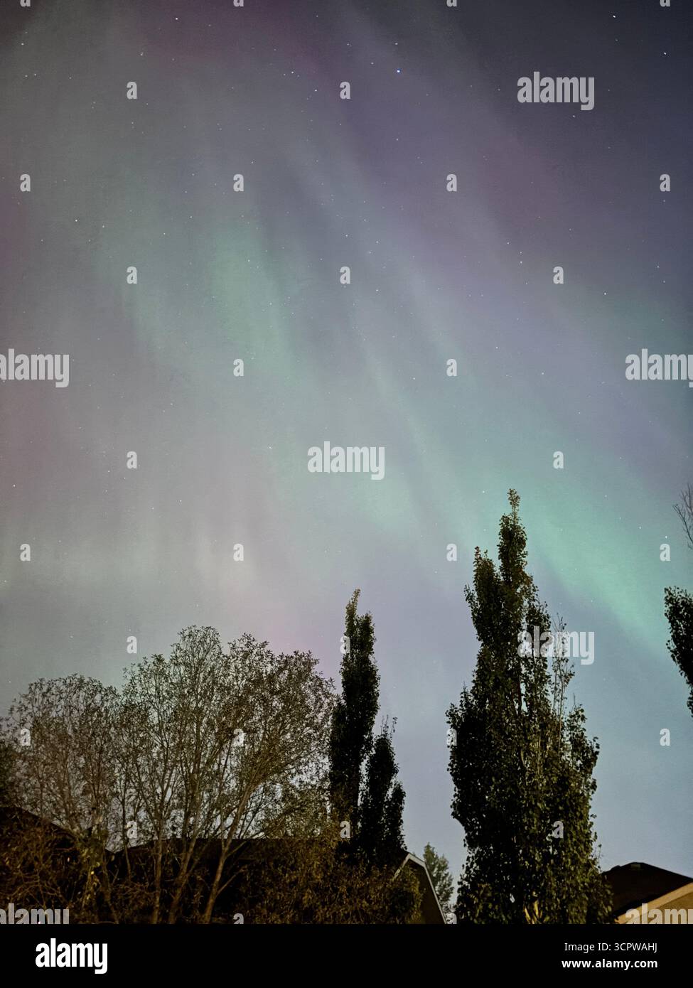 Spectacular display of the Aurora Borealis (Northern Lights) featuring vibrant green and purple hues streaking across the starry night sky. - Smartphone Captured Stock Image