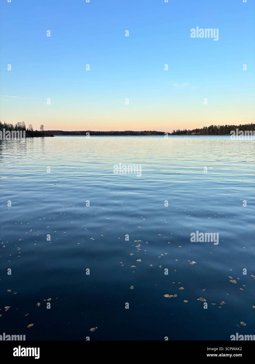 Calm northern lake at dawn, with scattered leaves and a distance forested shoreline under a clear sky. - Smartphone Captured Stock Image