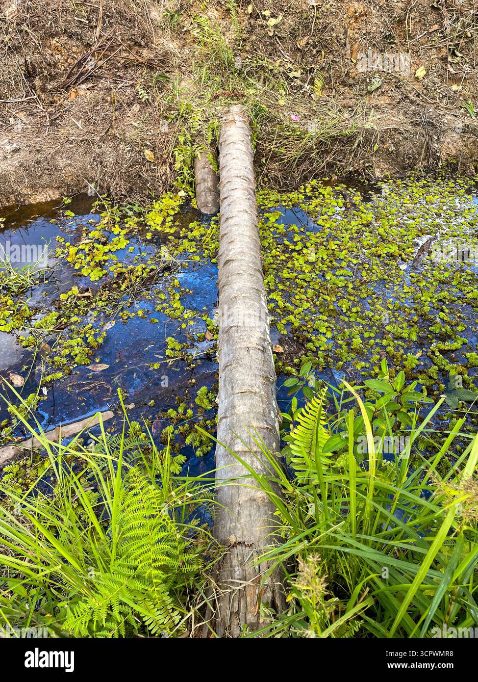 a coconut tree becomes a bridge to cross the river - Smartphone Captured Stock Image