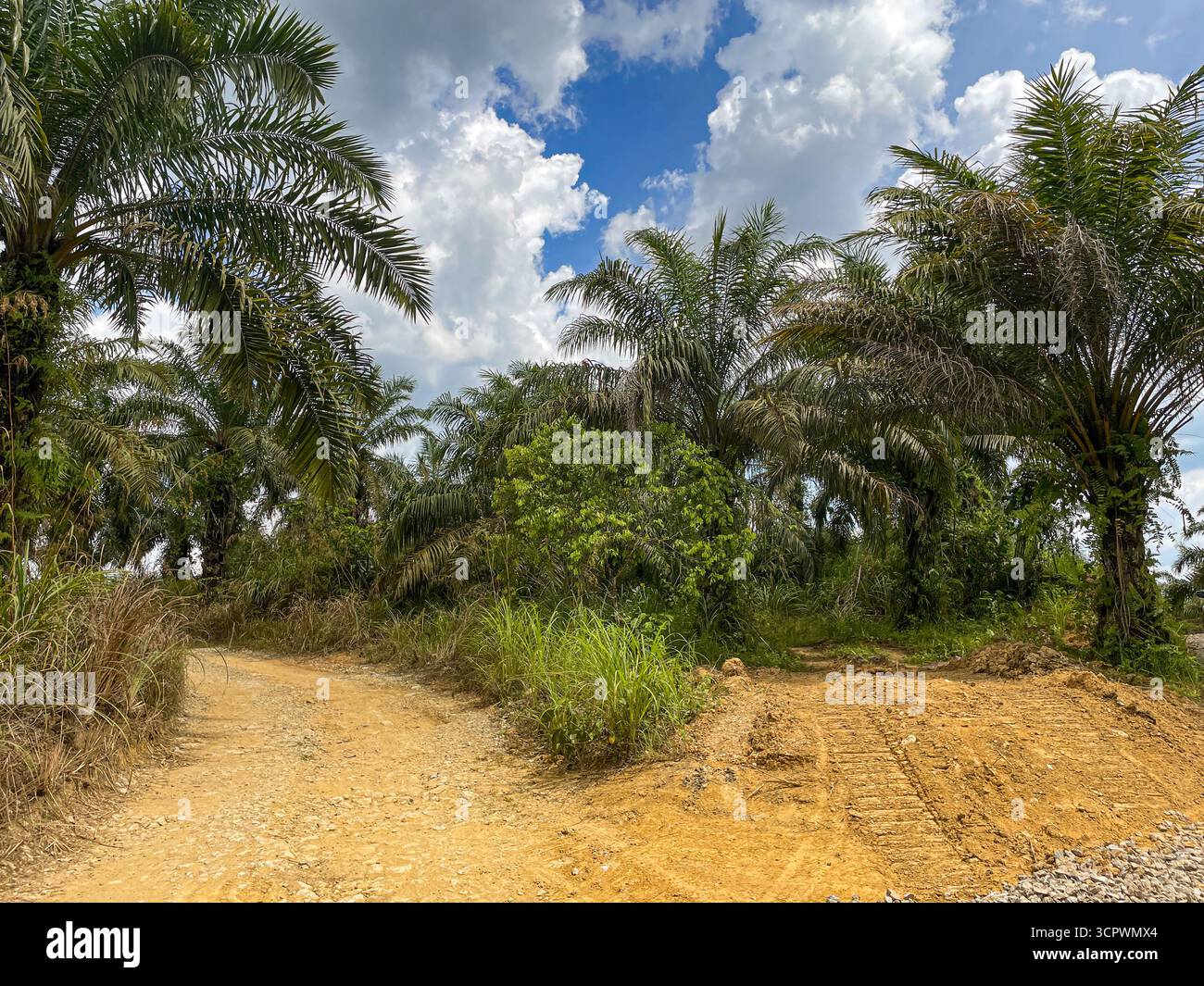 dirt road intersection between plantations - Smartphone Captured Stock Image