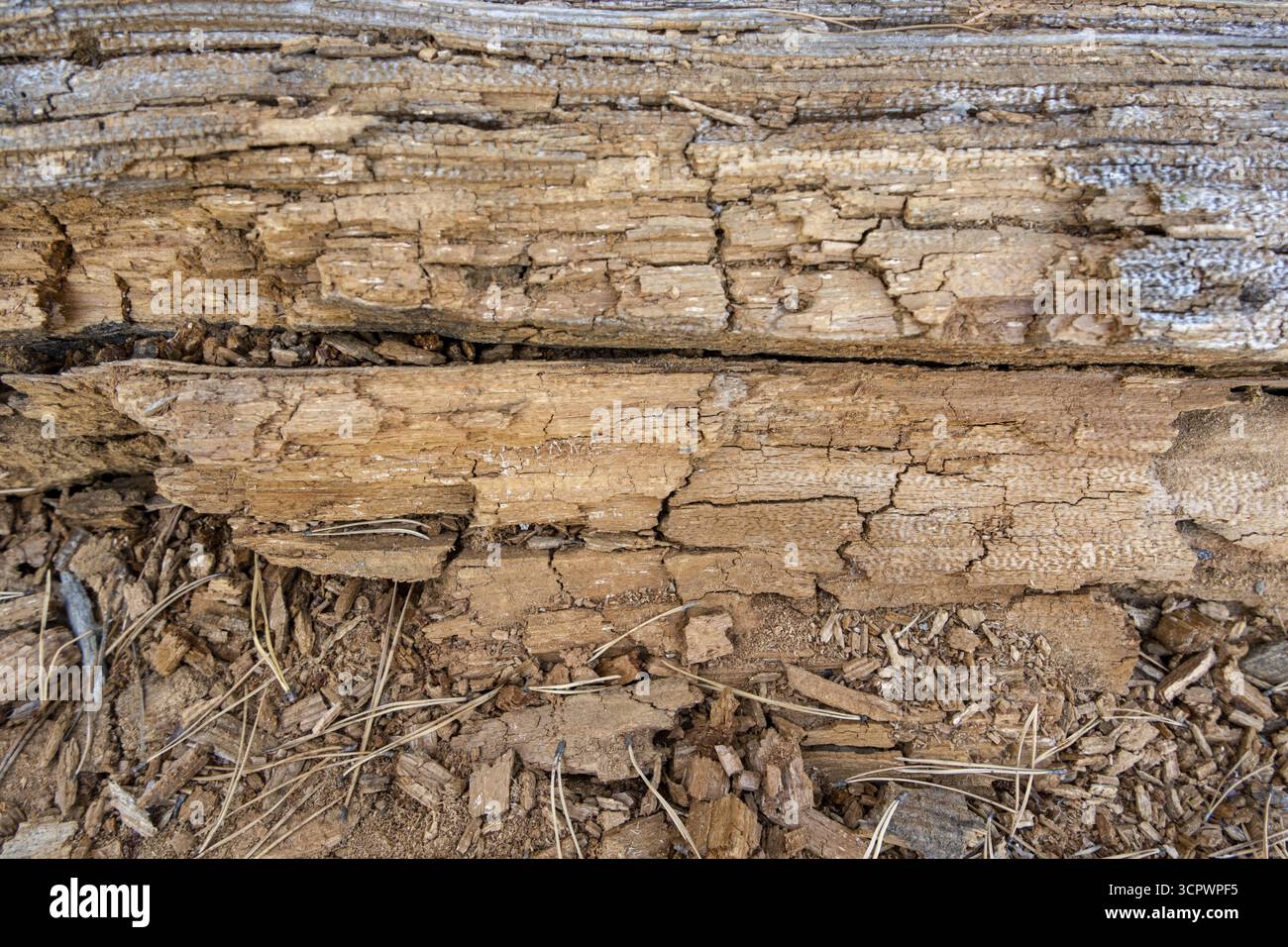 Rotten wood, textured beige background Stock Photo