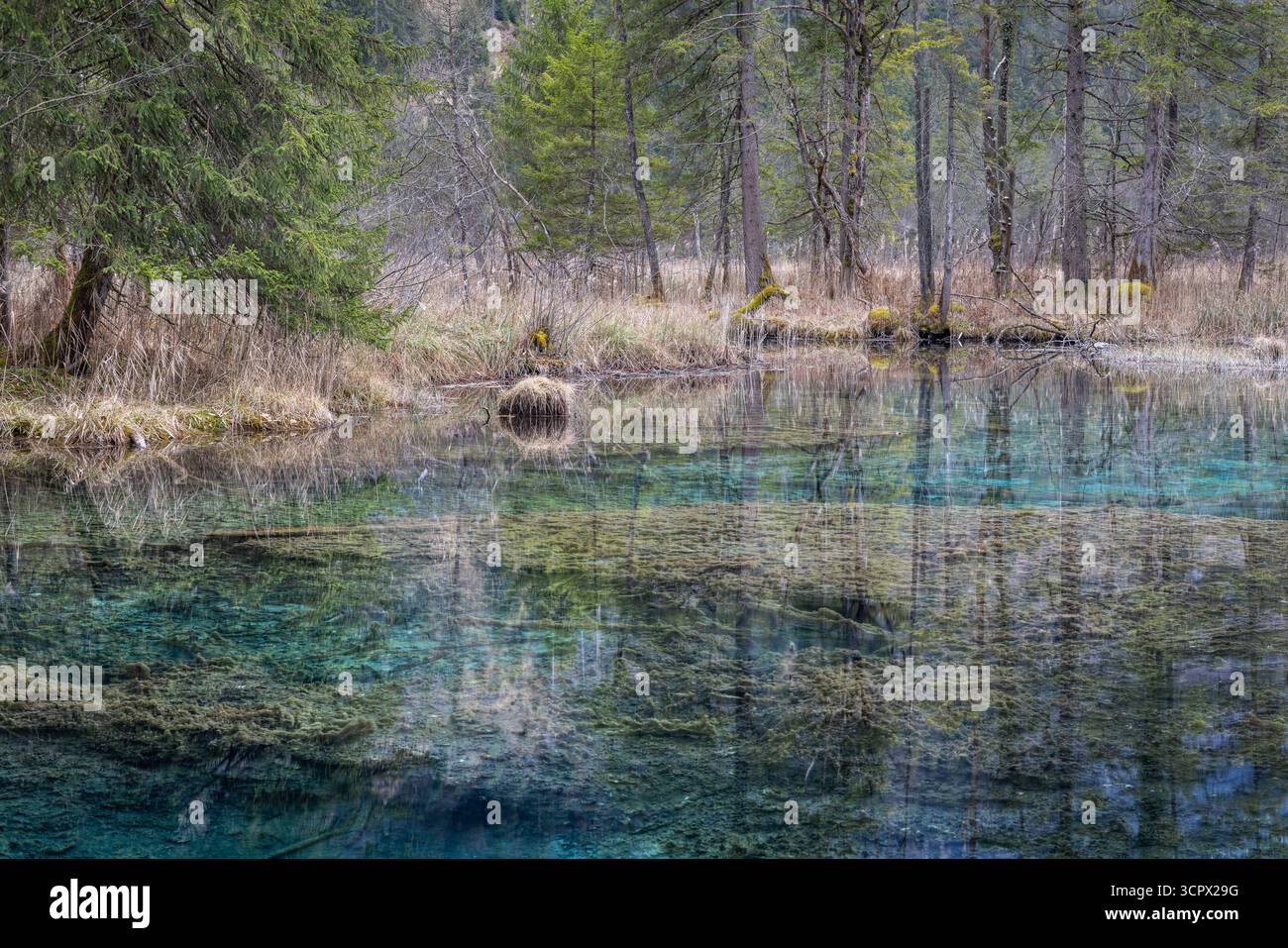 “Sieben Quellen” refers to the seven springs that form the Mühlbach stream in Eschenlohe, which flows into the Loisach river after a short course. Stock Photo