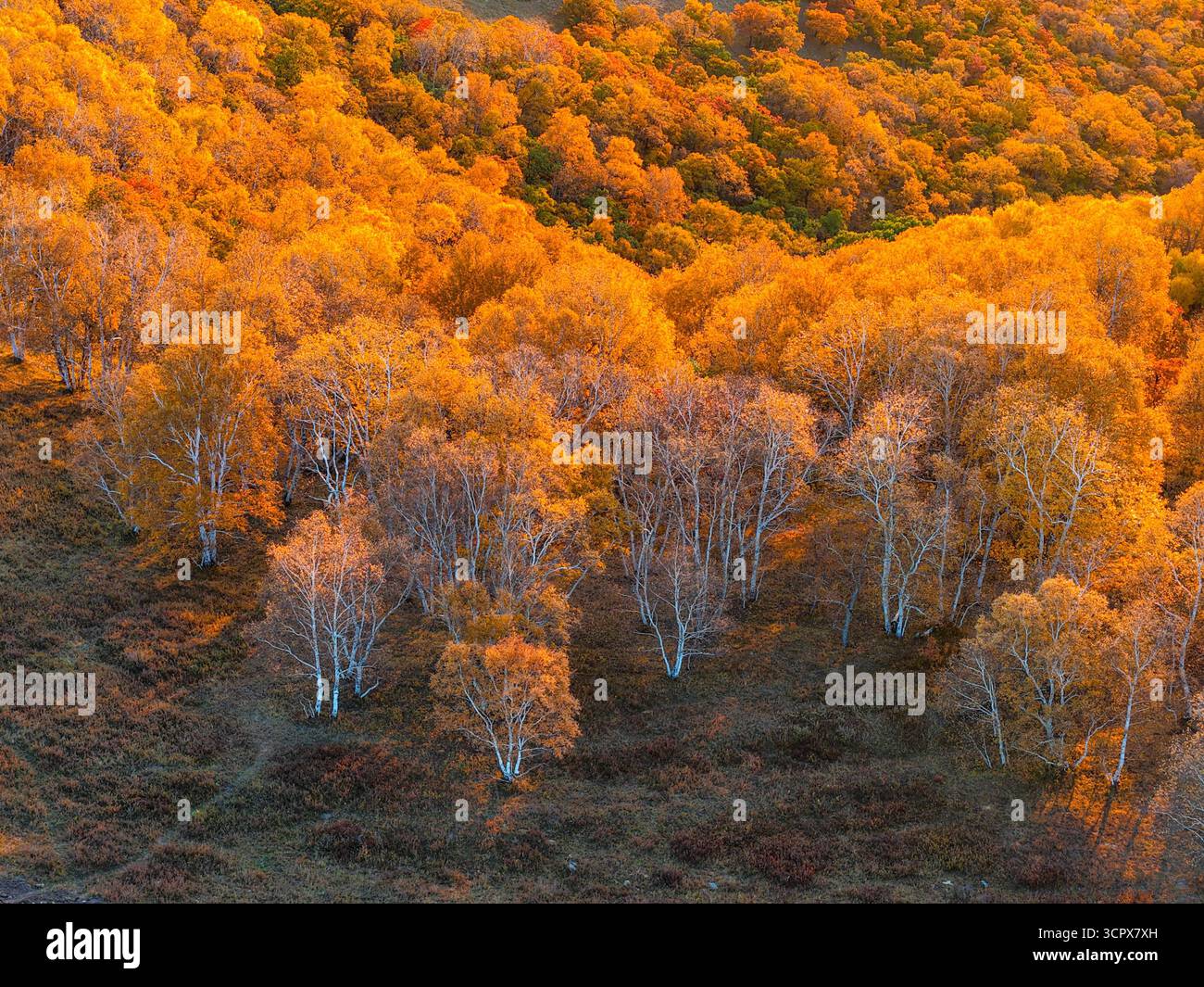 aerial-photo-shows-the-autumn-scenery-of-huanggangliang-national-forest