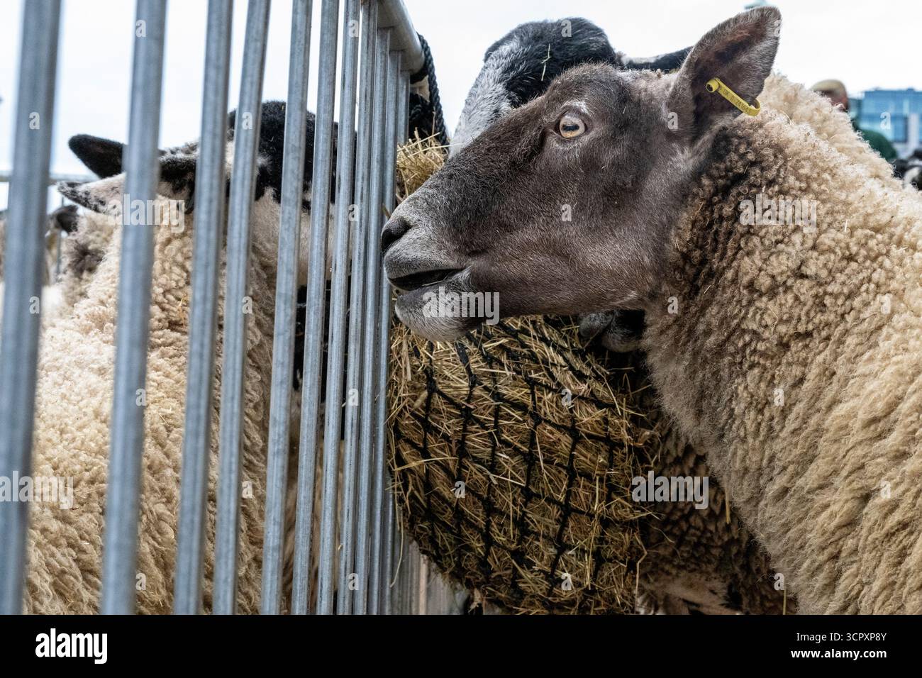 London, UK. 28 September 2025. Sheep in their pen ahead of the annual ...