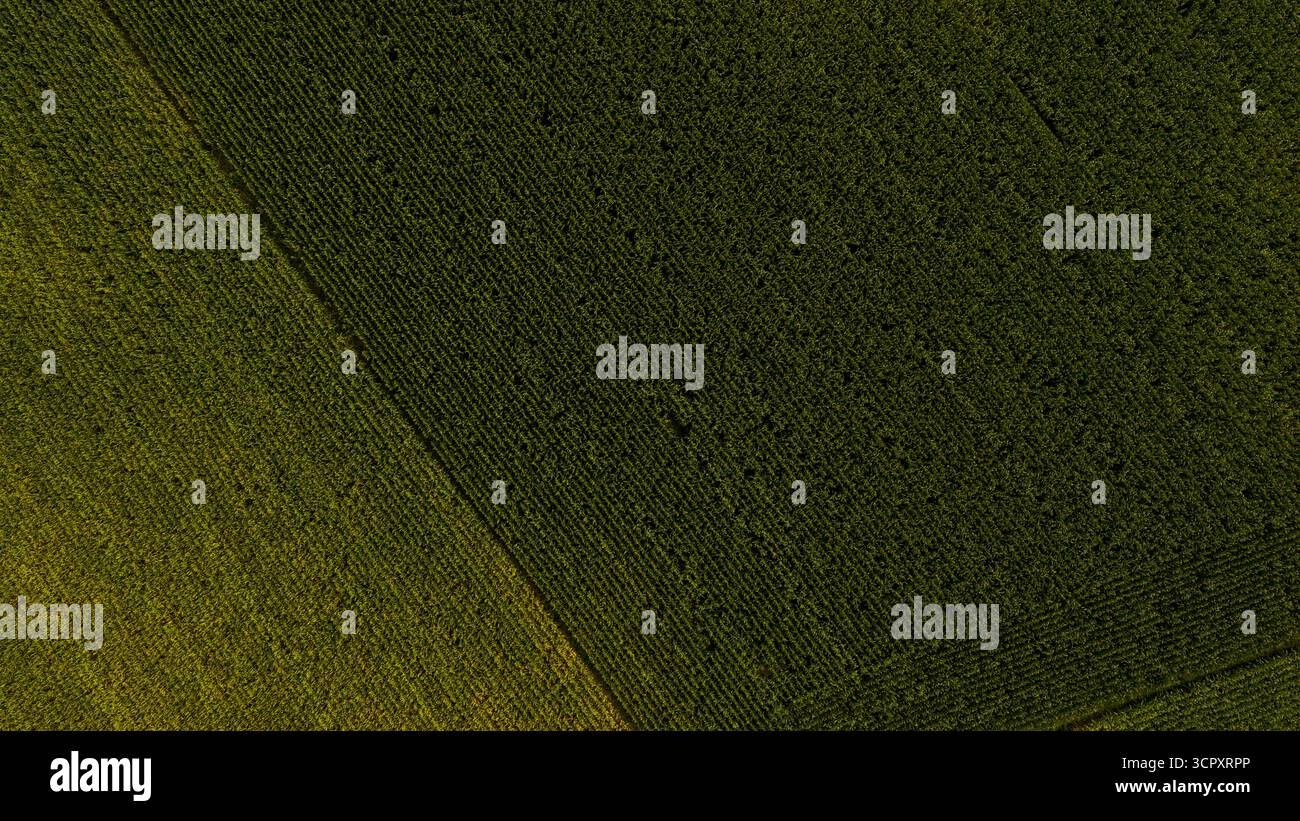 Aerial perspective of a large green field with uniform crop rows ...