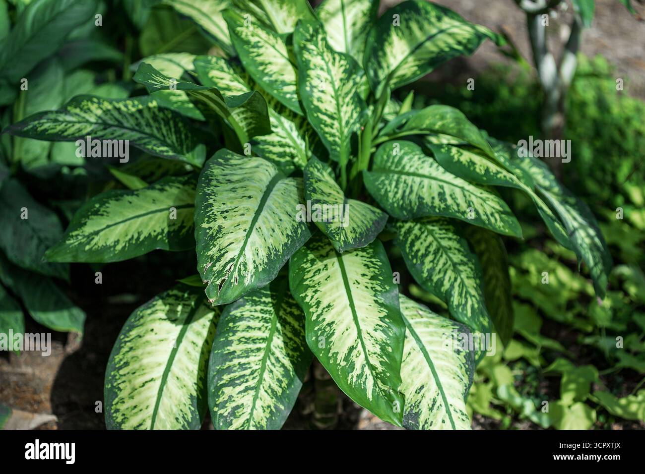 fiddle leaf fig pot size Ficus Lyrata Fiddle Leaf Fig