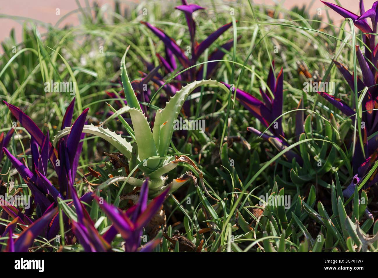 A close-up shot showcases a garden bed with vibrant purple plants  interspersed with a light green aloe vera plant and wispy green grass Stock  Photo - Alamy