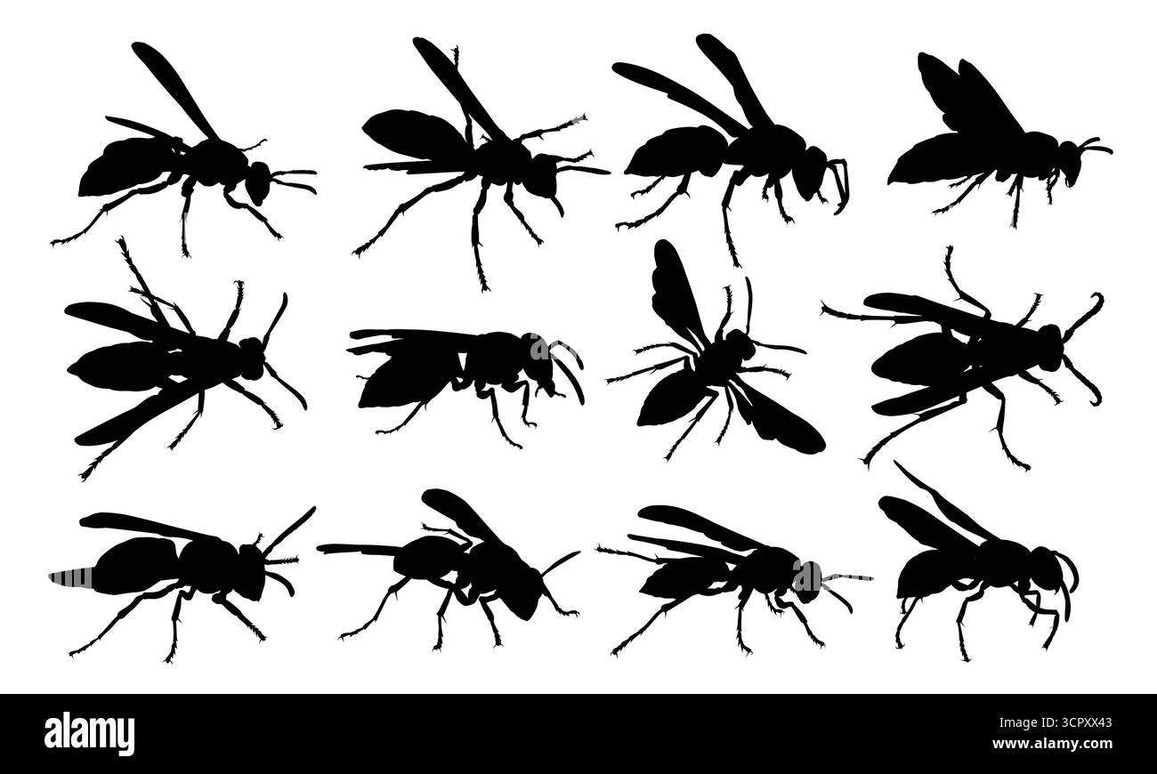 Set Of Large Wasp Silhouettes Stock Vector Image Art Alamy set-of-large-wasp-silhouettes-stock-vector-image-art-alamy
