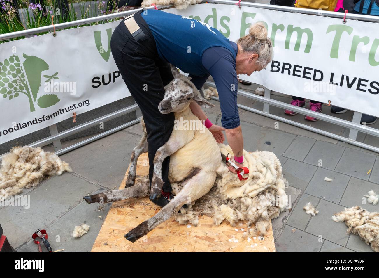Sheep drive and livery fair hi-res stock photography and images - Alamy