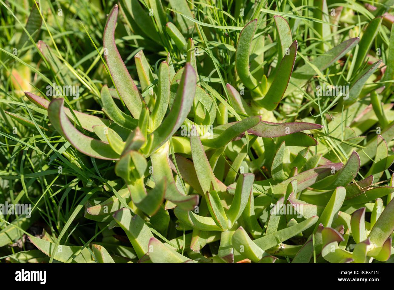 Ground cover succulent hi-res stock photography and images - Alamy