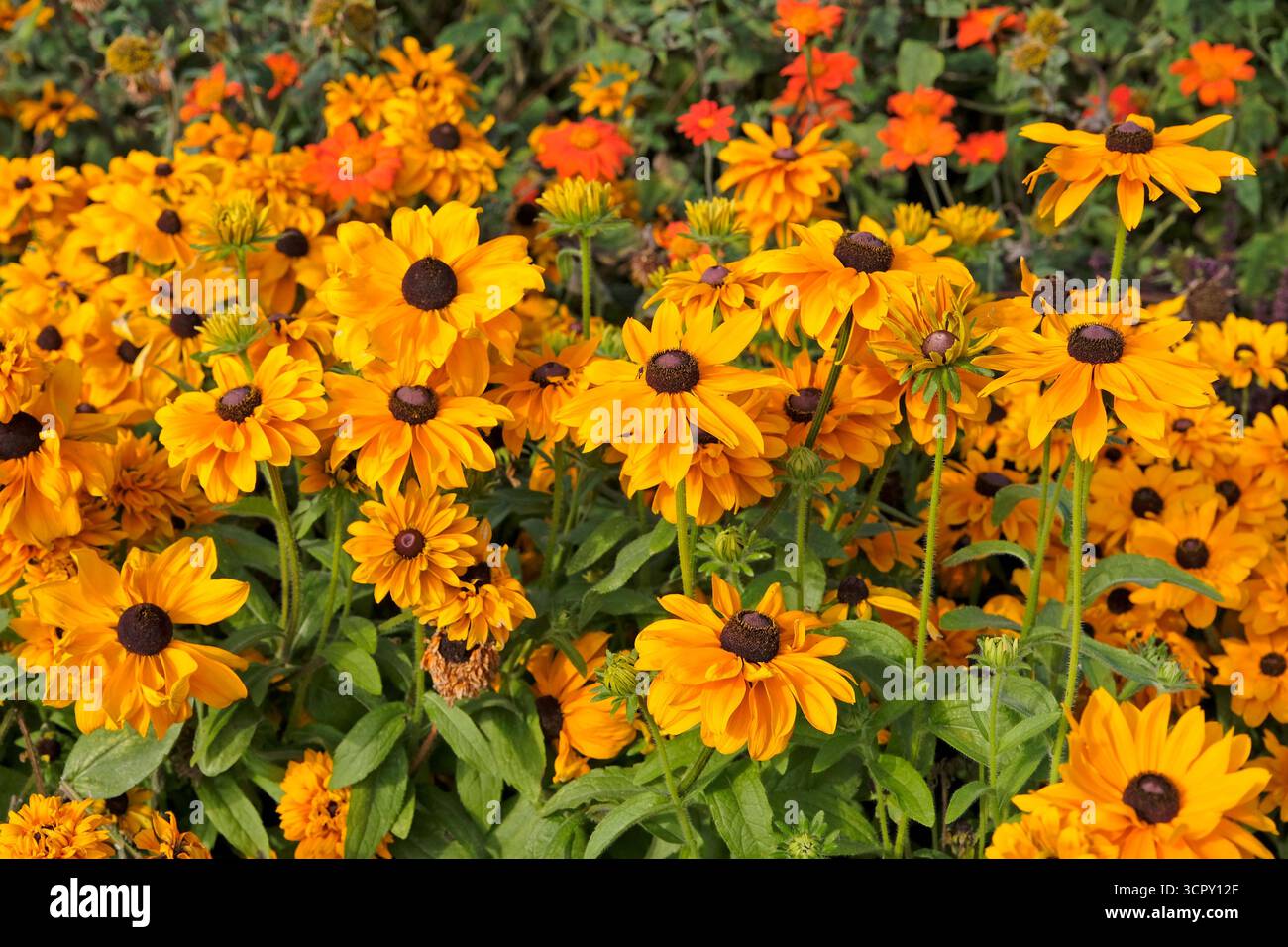 Bright yellow golden Rudbeckia hirta ‘Goldilocks’, also known as a black eyed Susan, in flower. Stock Photo