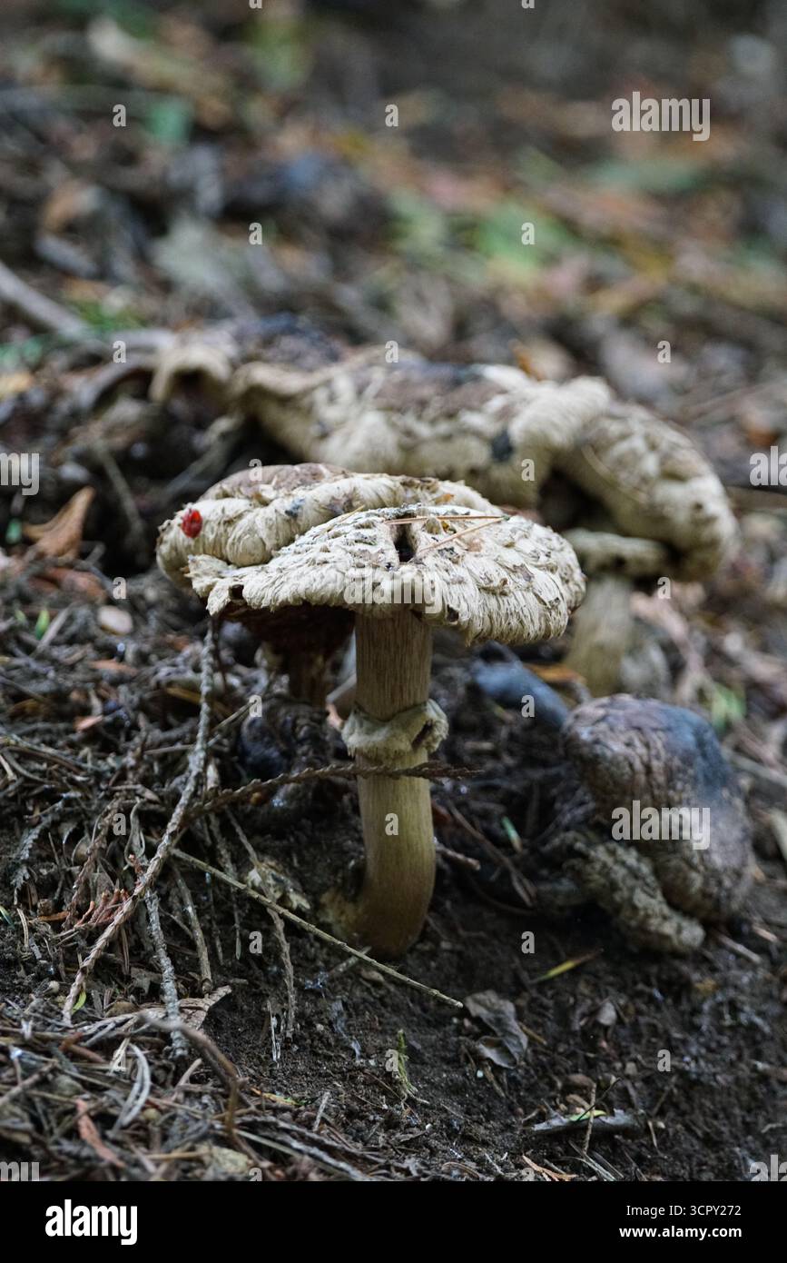 Cluster of aged wild fungi emerging from woodland ground, symbolising decay and natural life cycle in the forest.. St.  Mary, Holmbury, England Stock Photo