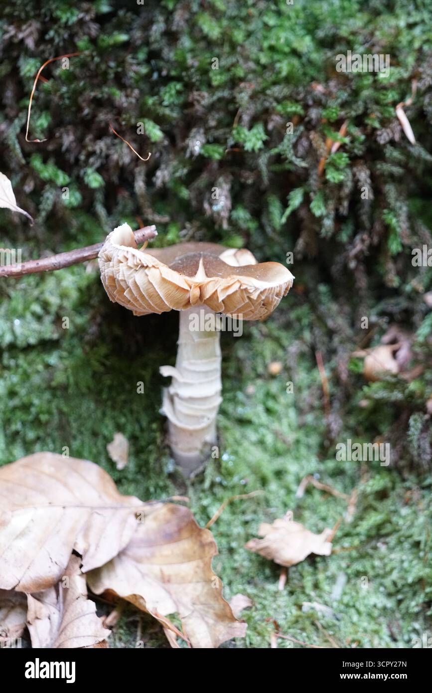 Wild brown mushroom growing on mossy forest floor with autumn leaves, close-up of fungi in woodland habitat. St.  Mary, Holmbury, England Stock Photo