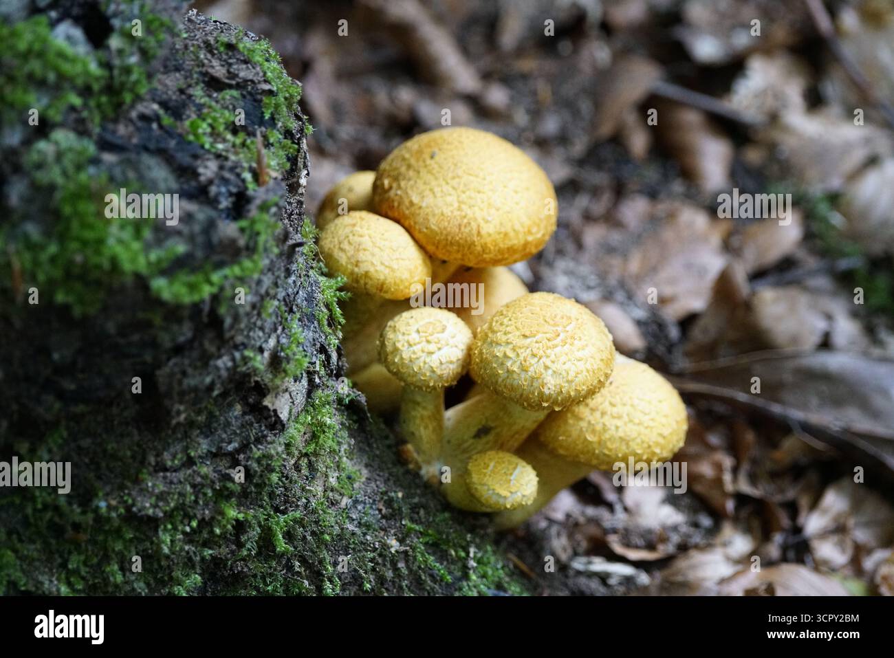 Yellow fungi with textured caps sprouting from woodland ground near moss-covered tree, wild mushroom cluster in natural environment. Stock Photo