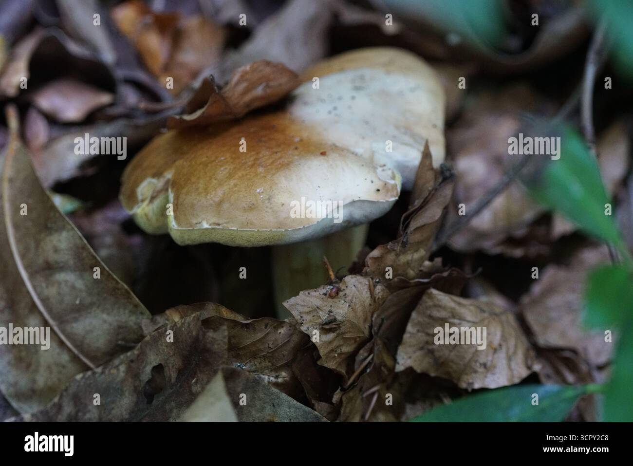 Brown wild mushroom growing among dry autumn leaves on forest floor, close-up fungi in woodland.. St.  Mary, Holmbury, England Stock Photo