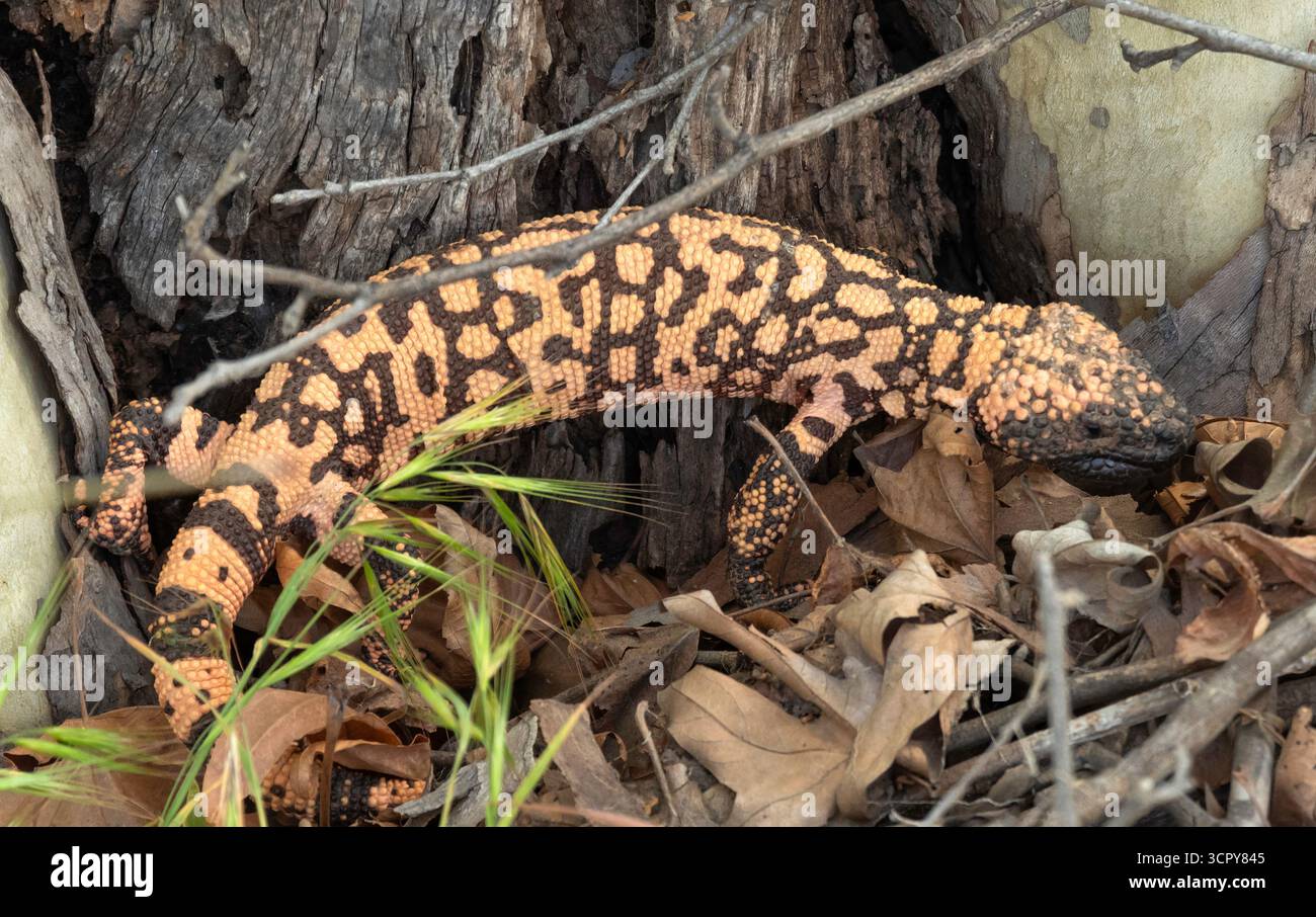 A young gila monster living in a riparian zone beside Sycamore Creek, Tonto National Forest, Arizona Stock Photo