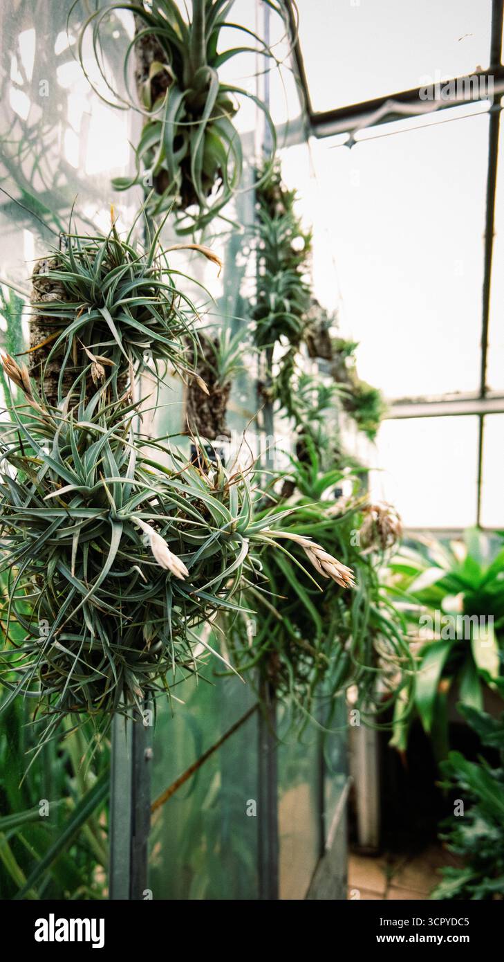 Tillandsia clump hi-res stock photography and images - Alamy